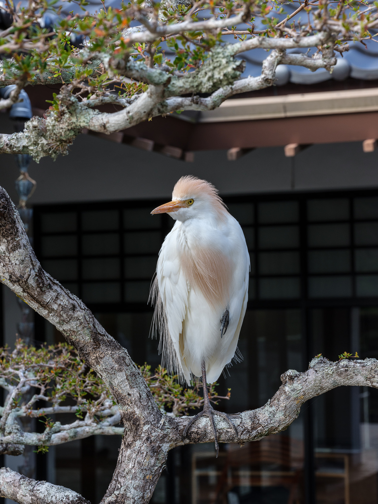 Fujifilm GF 120mm F4 R LM OIS WR Macro sample photo. Dsf photography