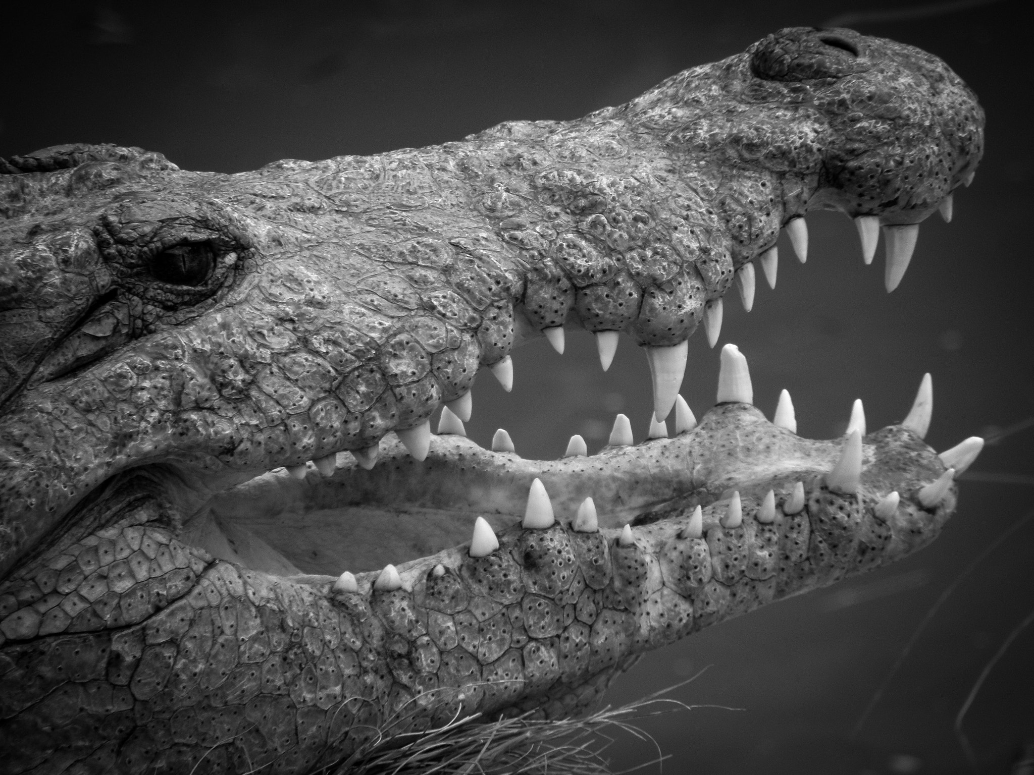 Olympus SP590UZ sample photo. Crocodile portrait photography