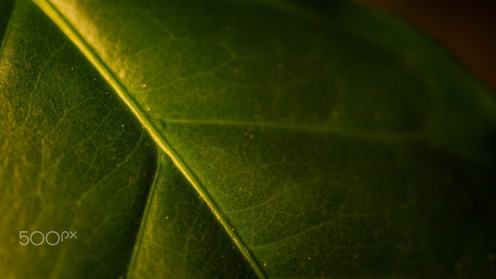 Sigma 105mm F2.8 EX DG OS HSM sample photo. Coffee leaf photography