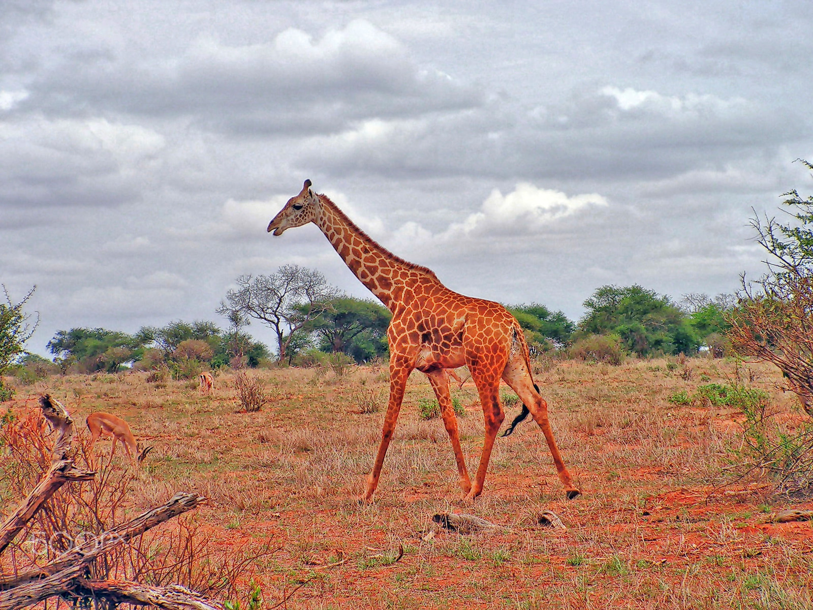 KONICA MINOLTA DiMAGE Z10 sample photo. Reticulated kenyan giraffe by willie b photography