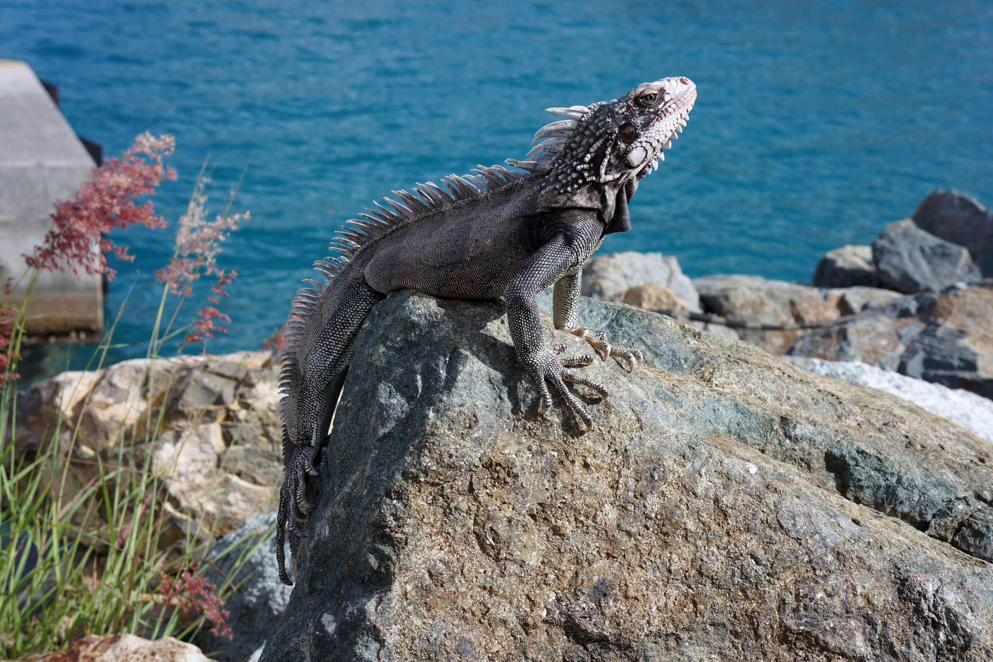 Sony Alpha NEX-7 + Sony E 18-55mm F3.5-5.6 OSS sample photo. Iguana photography
