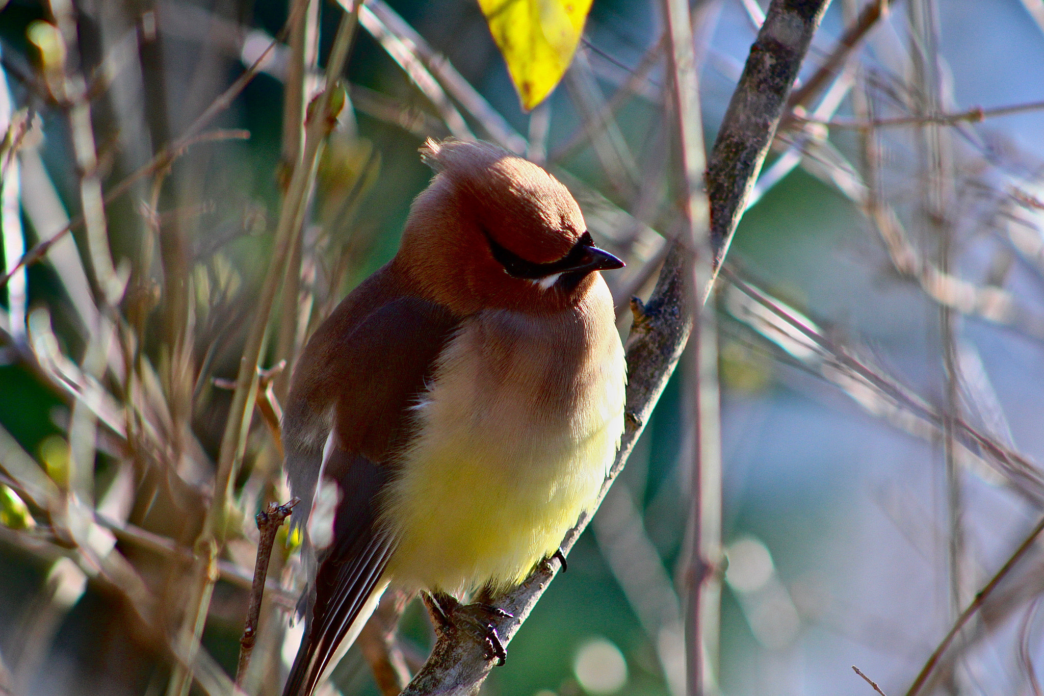 Canon EOS 100D (EOS Rebel SL1 / EOS Kiss X7) + EF75-300mm f/4-5.6 sample photo. Cedar waxwing photography