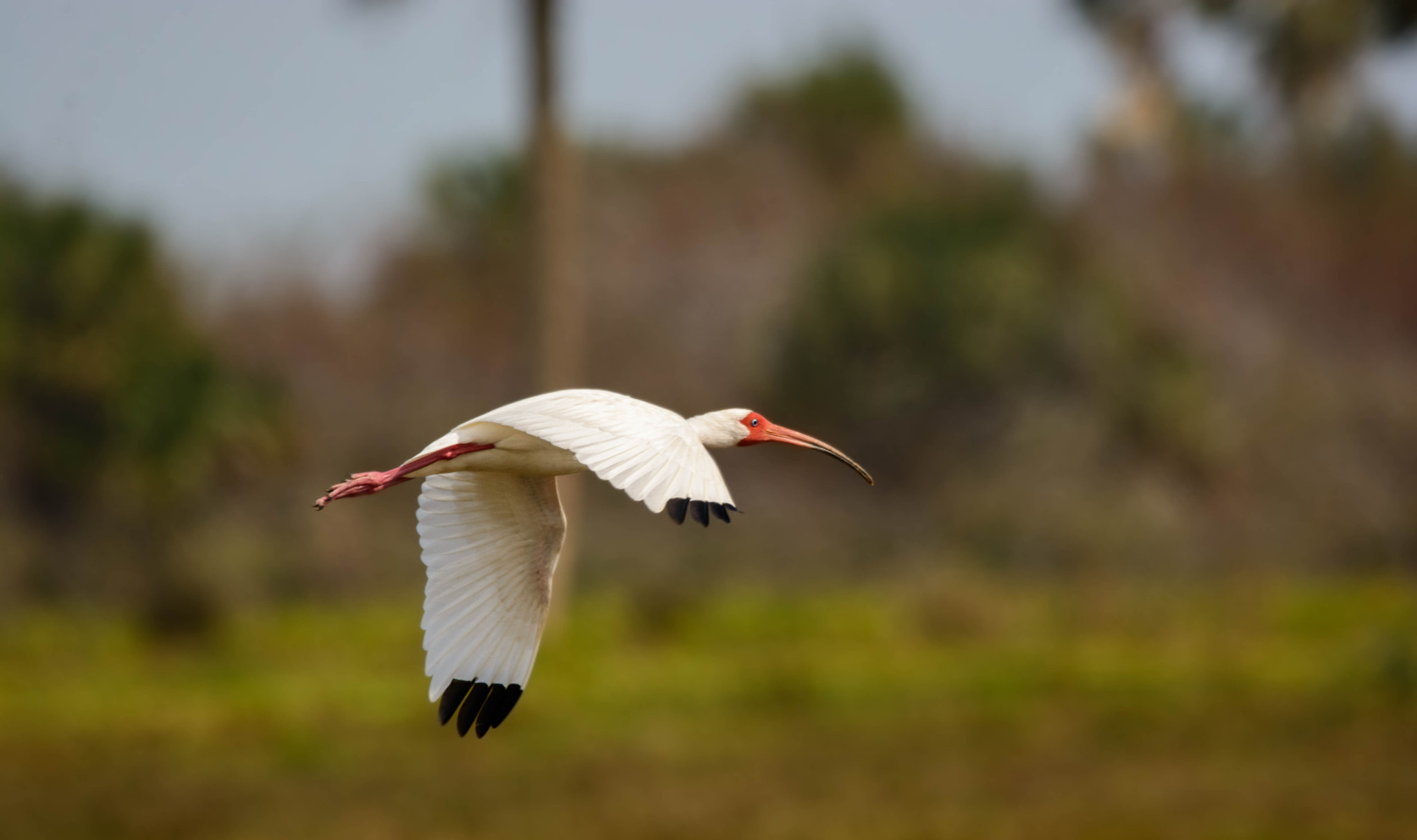 Nikon D7100 sample photo. White ibis photography