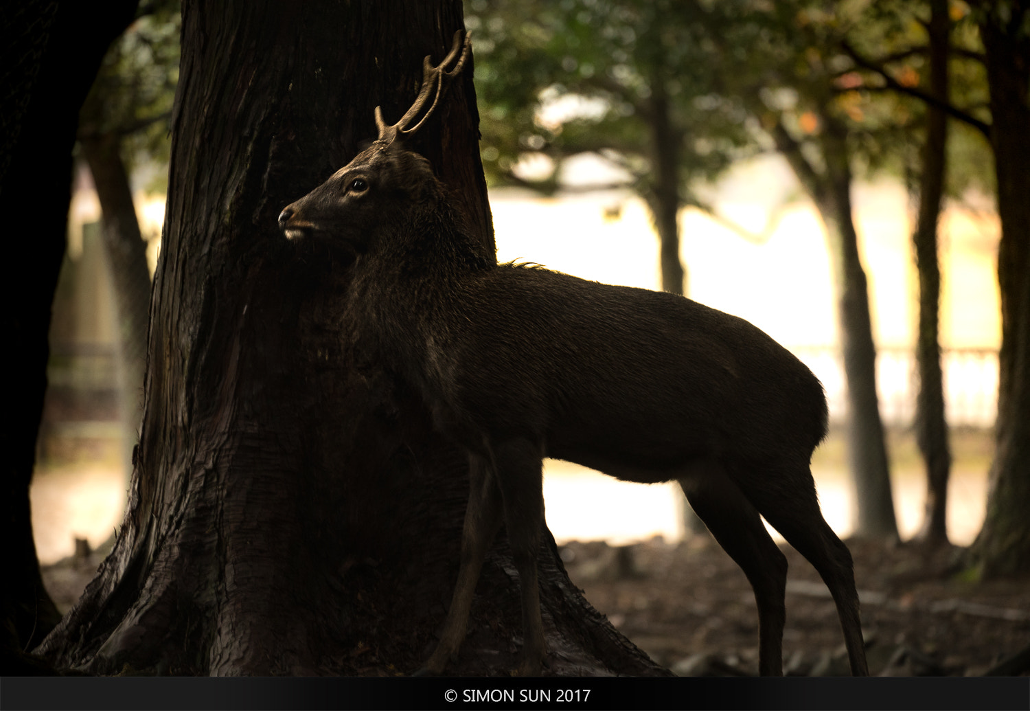 Sony FE 70-300mm F4.5-5.6 G OSS sample photo. 京都红叶 photography