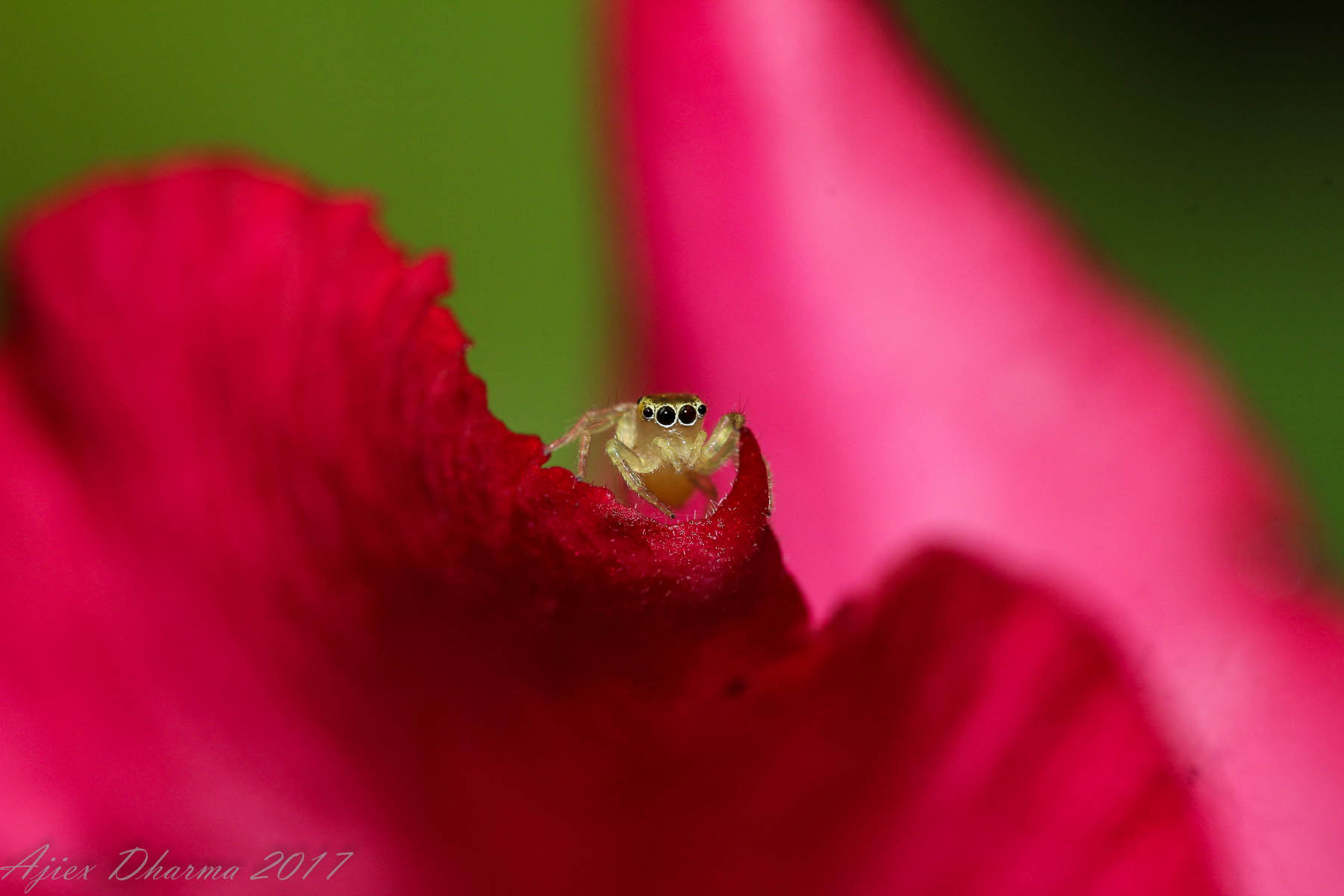 Canon EF-S 60mm F2.8 Macro USM sample photo. Can u see me?  photography