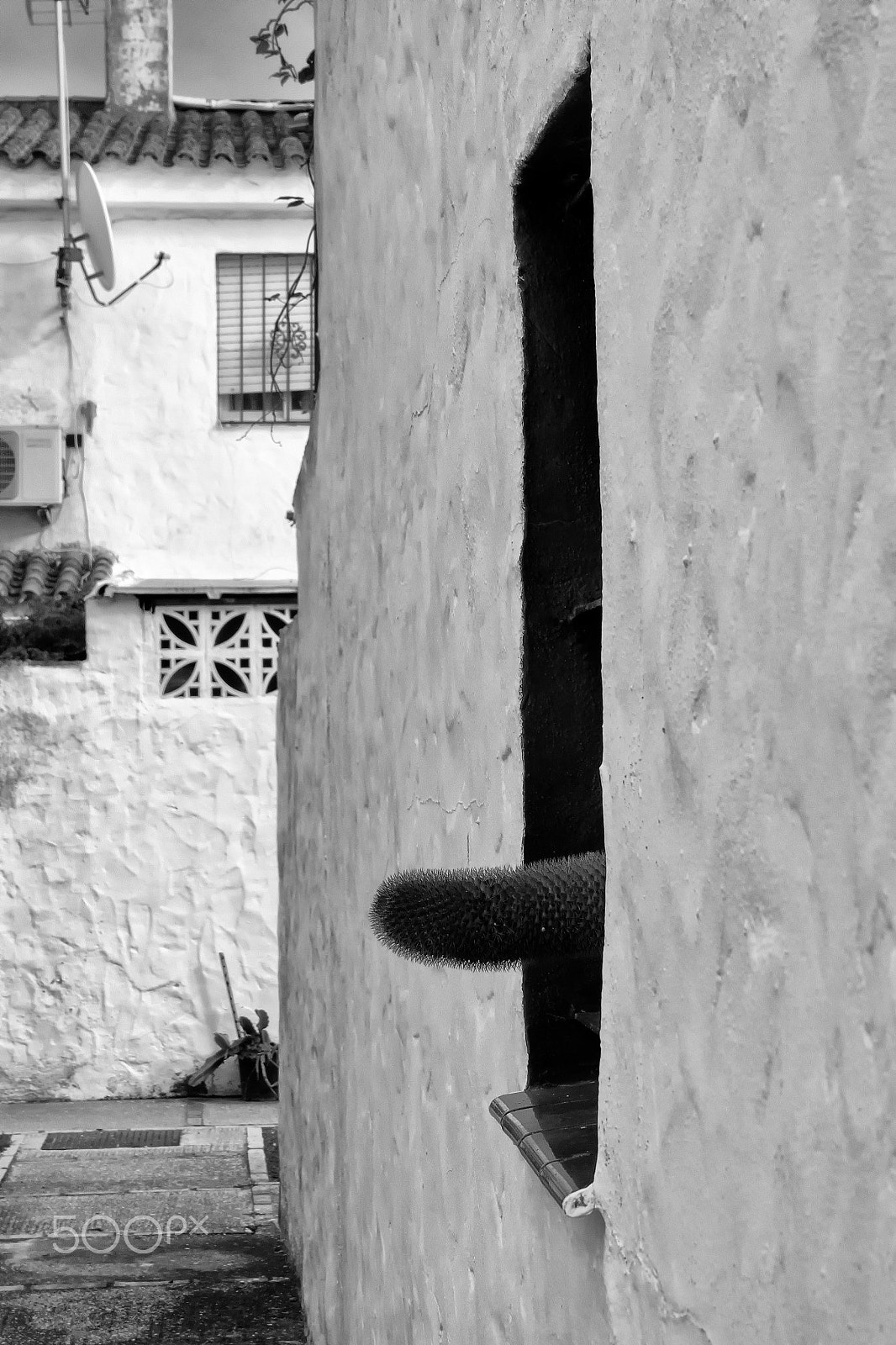 Fujifilm XC 16-50mm F3.5-5.6 OIS sample photo. Cactus through the window photography