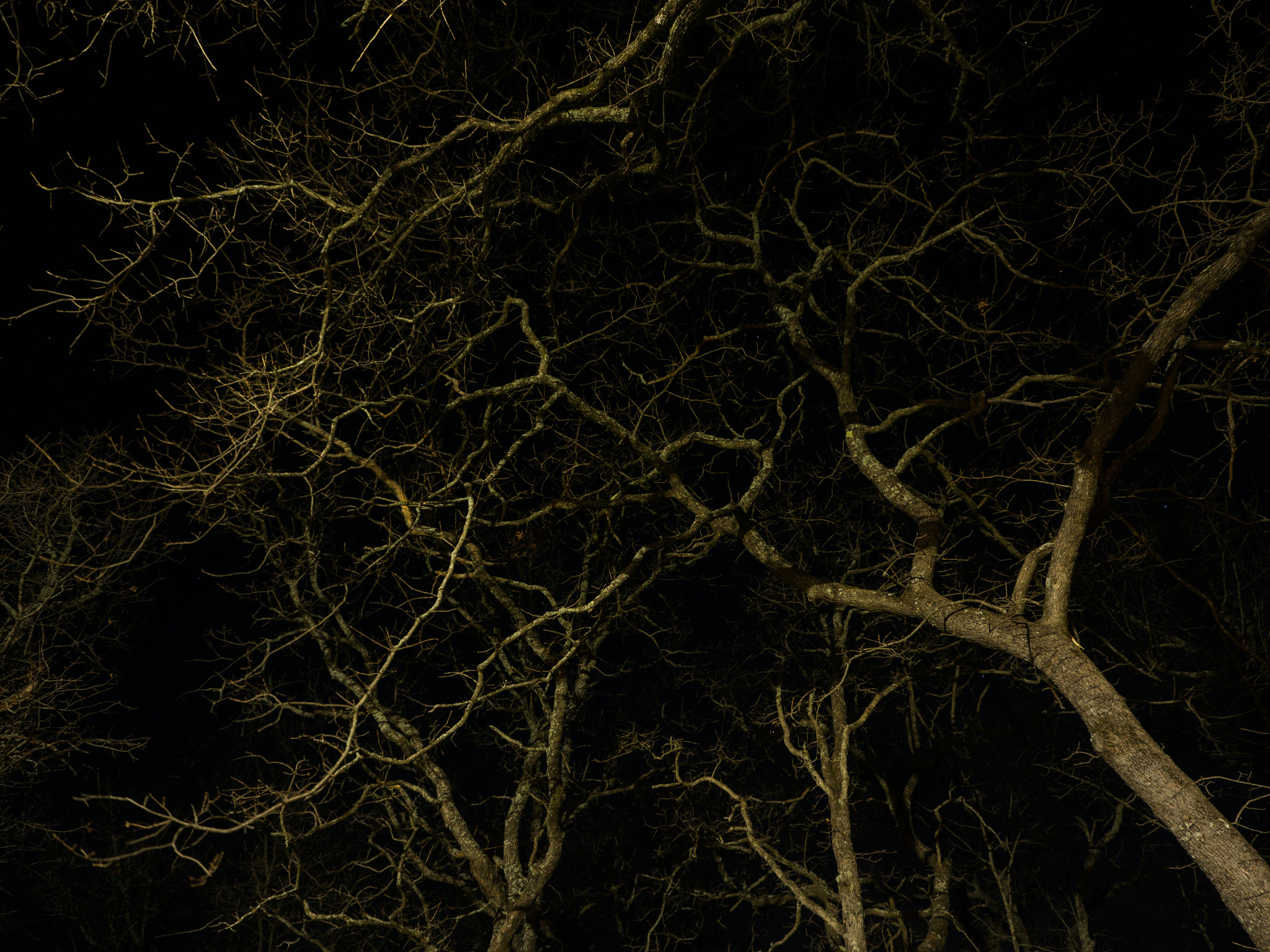 Olympus OM-D E-M10 sample photo. Tangled  photography
