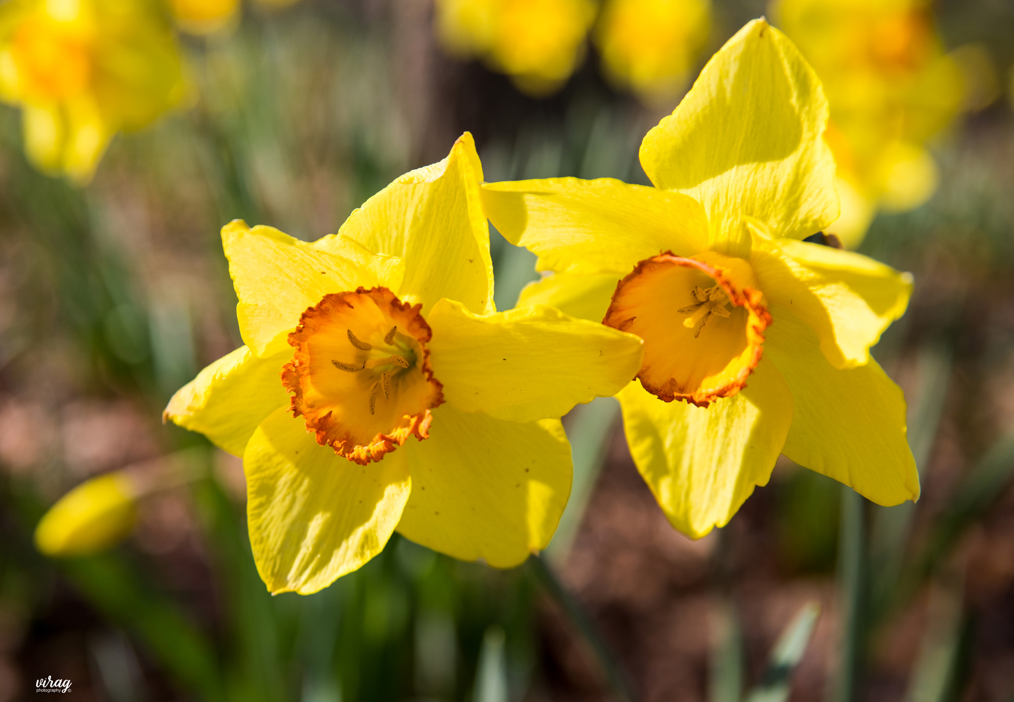 Sigma 24-70mm F2.8 EX DG Macro sample photo. Daffodils photography