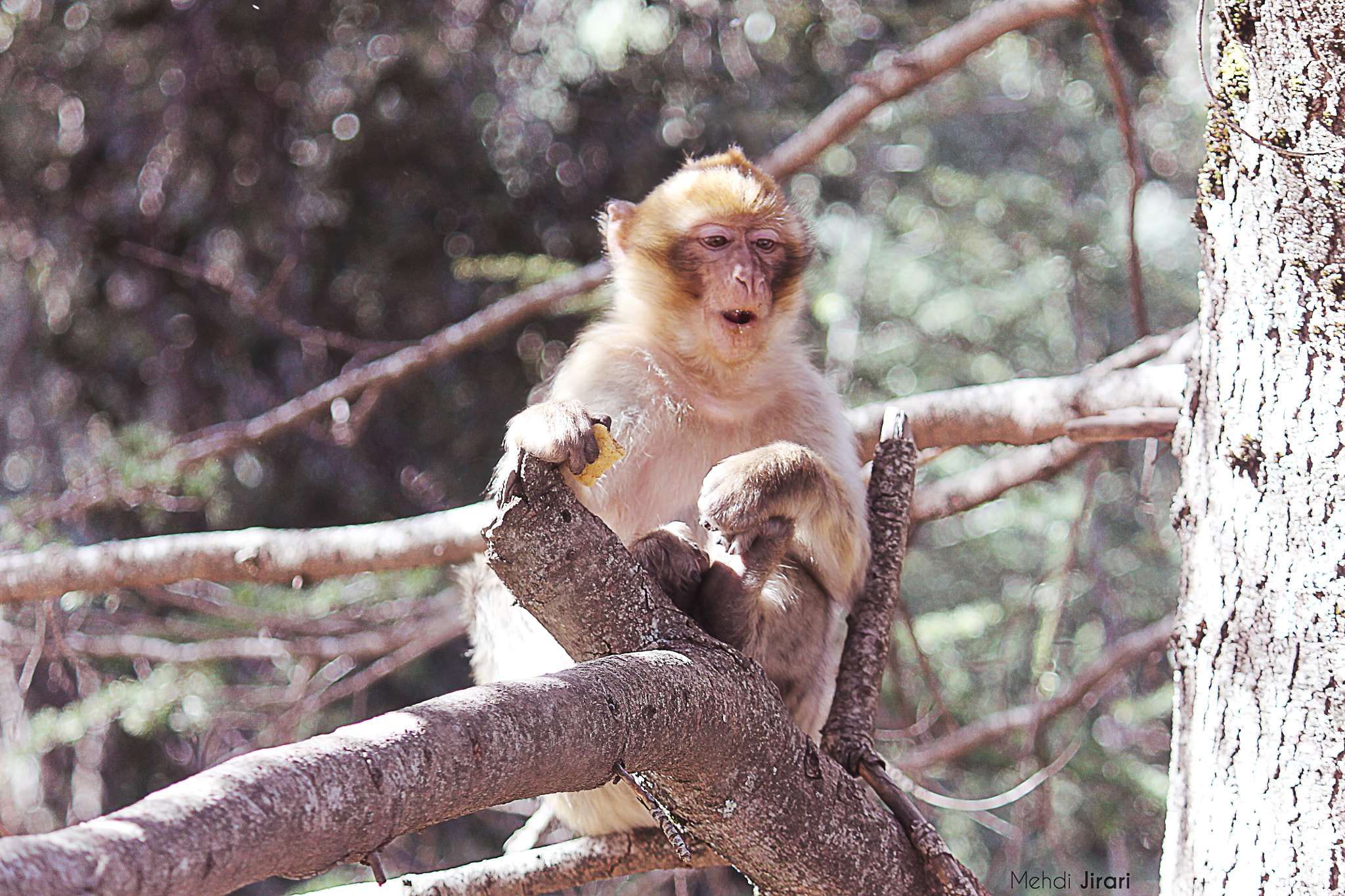 Canon EF-S 55-250mm F4-5.6 IS sample photo. Smart monkey photography