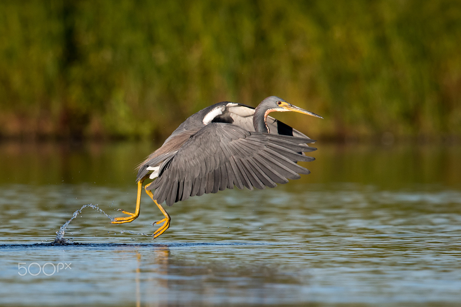 Nikon Nikkor AF-S 300mm F4E PF ED VR sample photo. With a hop and a skip photography