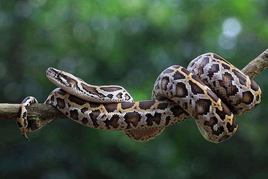 Canon EF 100mm F2.8L Macro IS USM sample photo. Snake , phyton photography