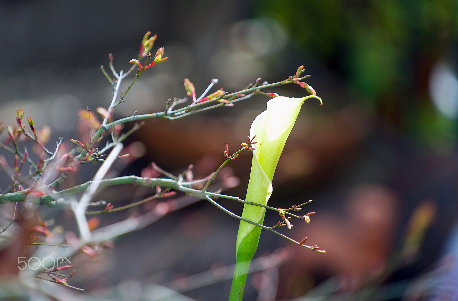 Sony FE 70-200mm F4 G OSS sample photo. I was born to love her photography