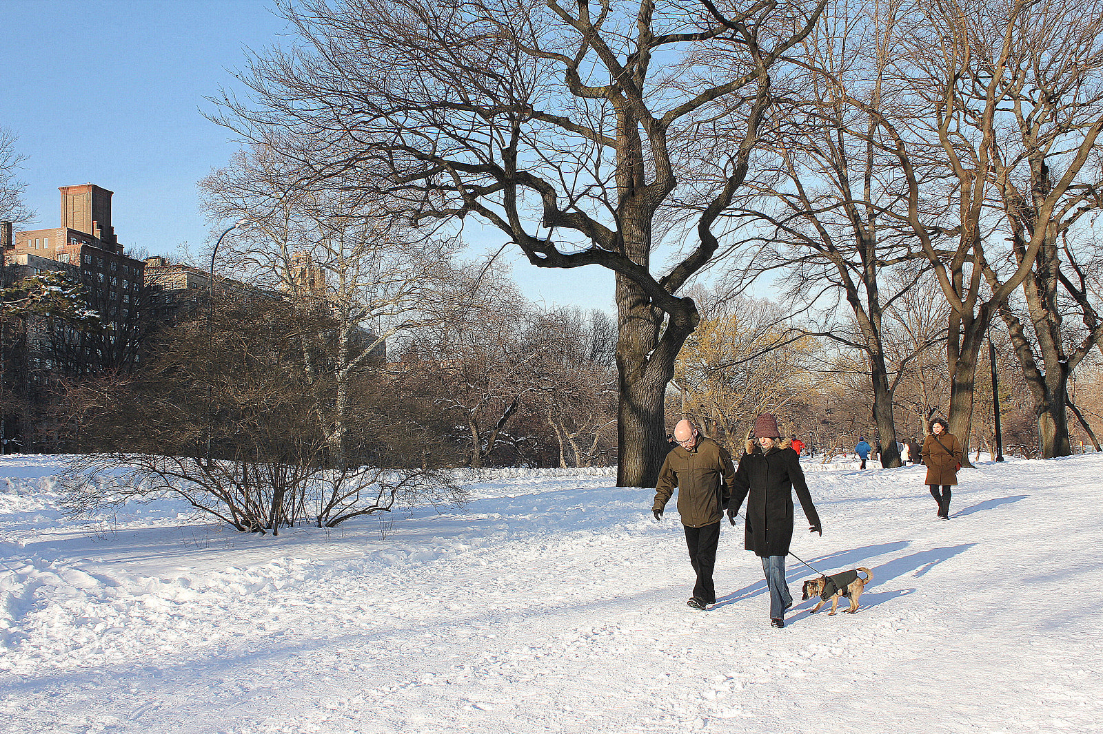 Canon EOS 550D (EOS Rebel T2i / EOS Kiss X4) sample photo. Central park photography