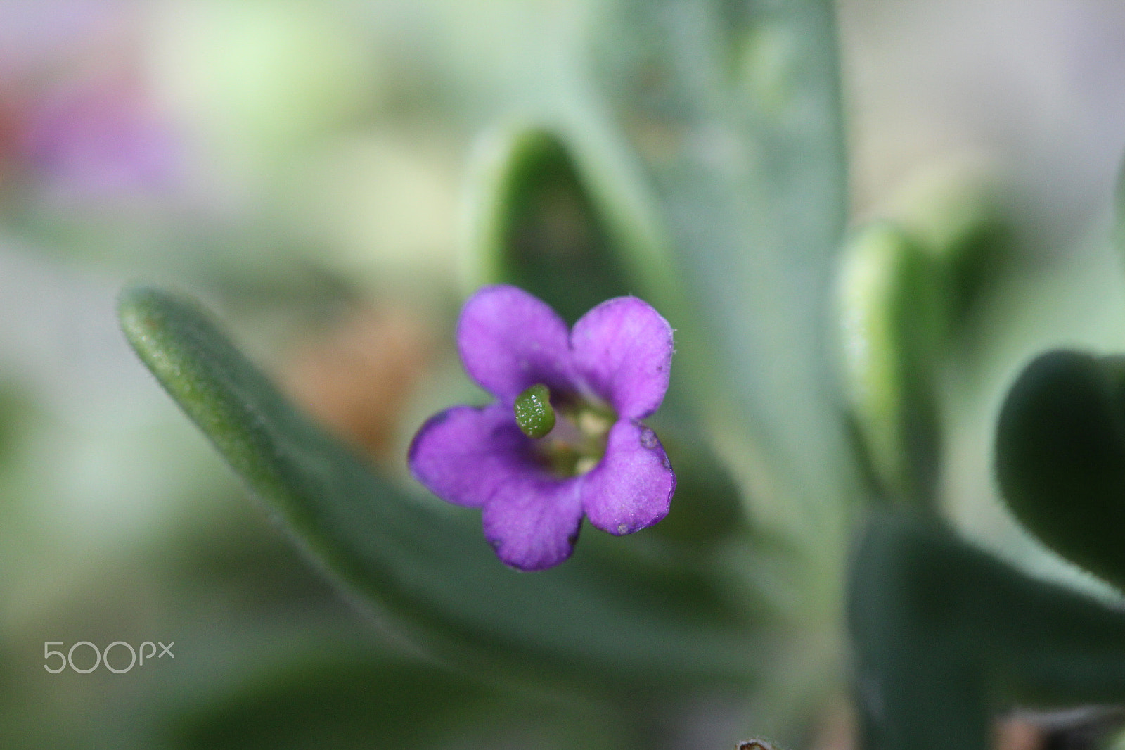 Canon EF 100mm F2.8L Macro IS USM sample photo. Purple photography