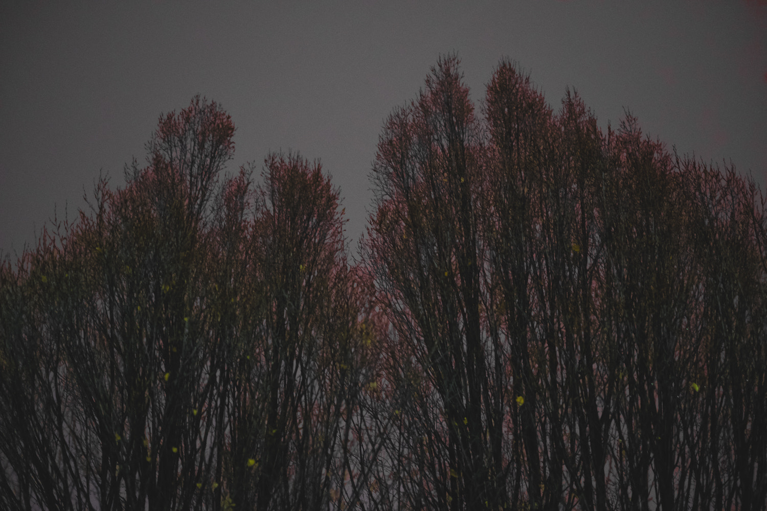 Fujifilm X-T2 + Fujifilm XF 35mm F1.4 R sample photo. Pink tree grey sky photography