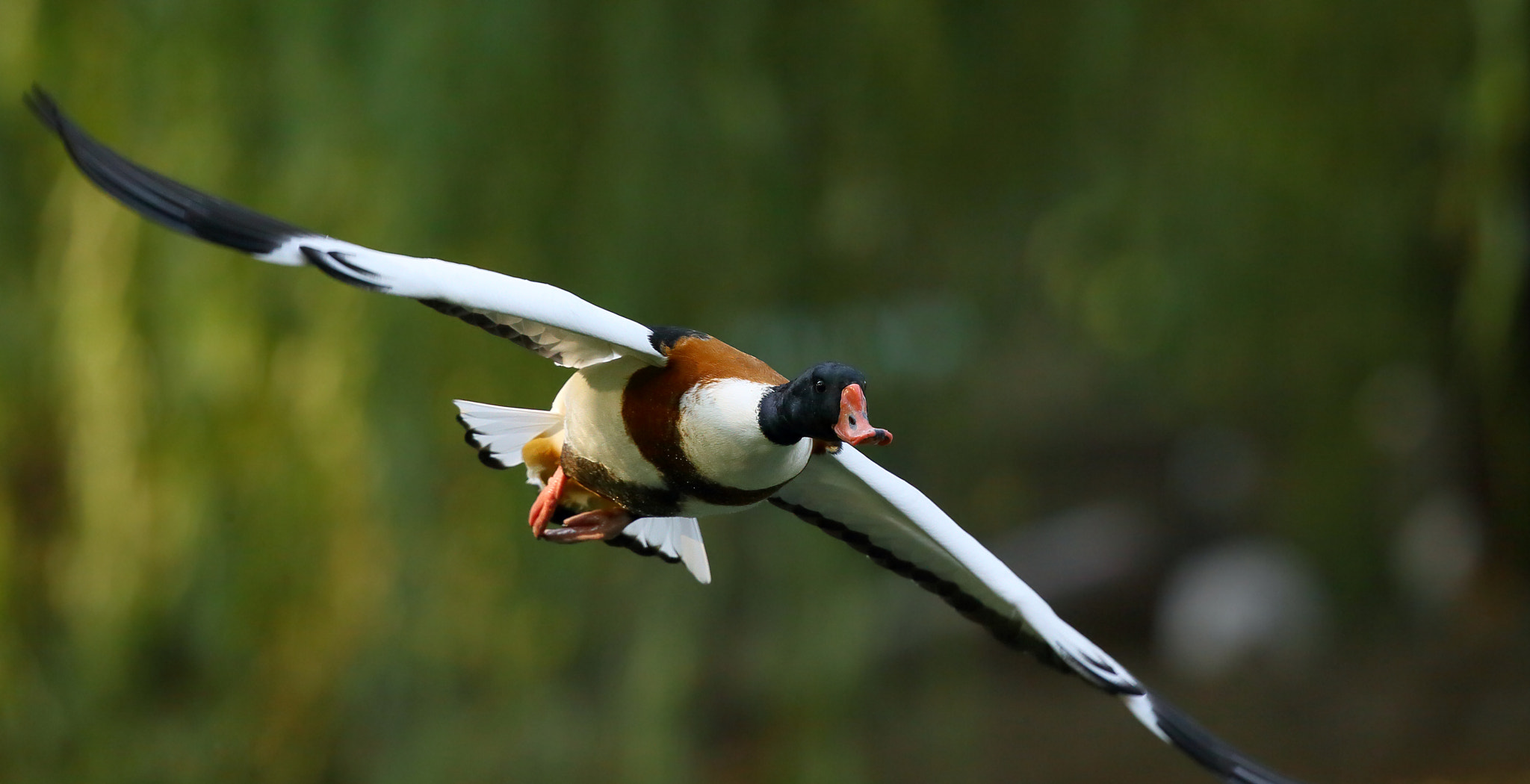 Canon EOS-1D X + Canon EF 300mm F2.8L IS II USM sample photo. Tadorna tadorna photography