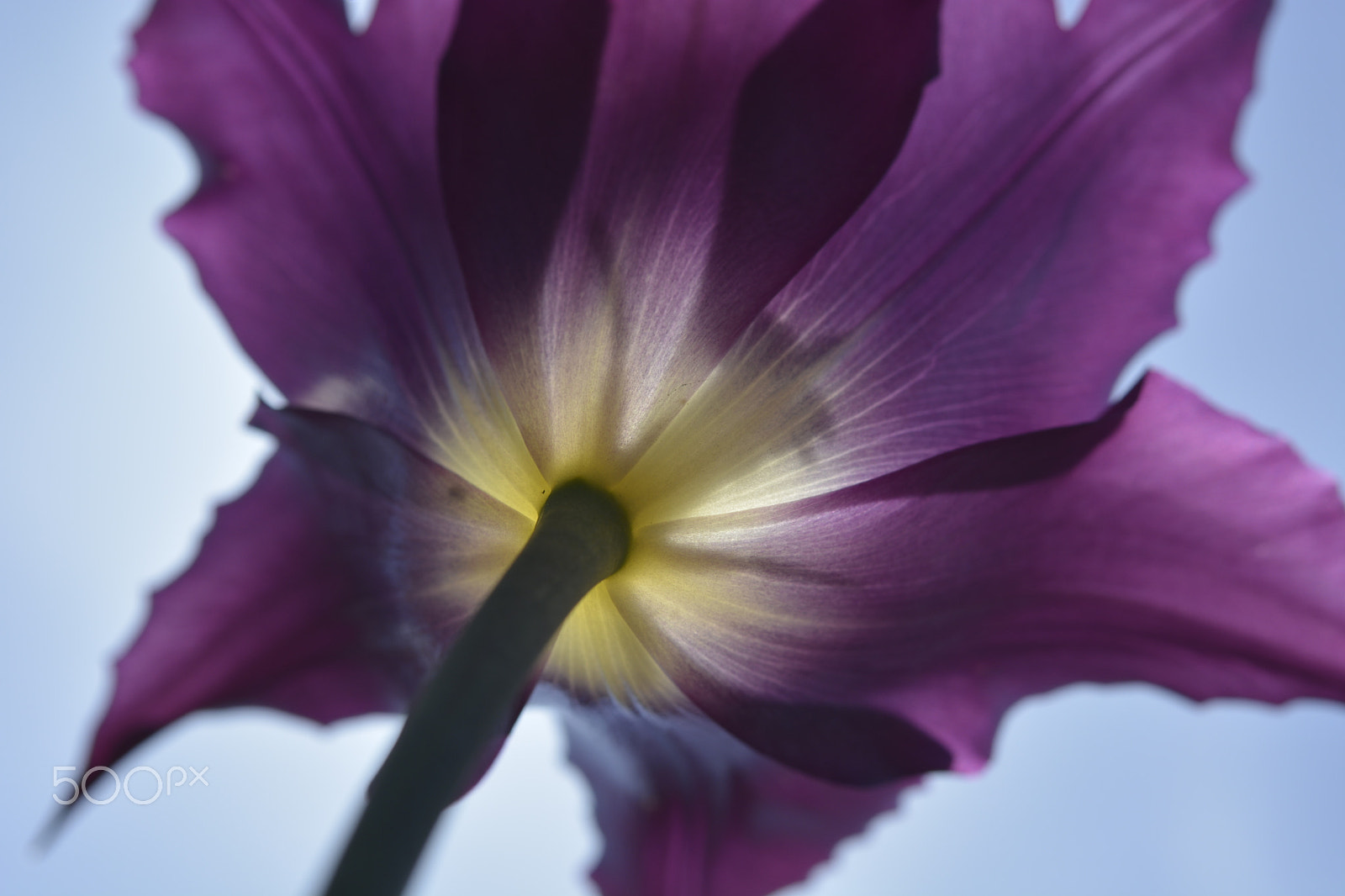 Nikon AF-S Micro-Nikkor 60mm F2.8G ED sample photo. Underside photography