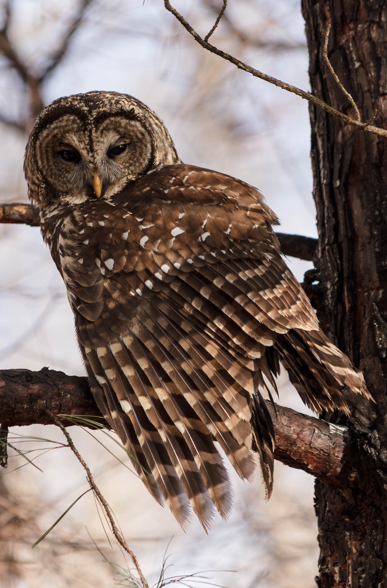 Canon EOS 5DS R + Canon EF 70-300mm F4-5.6 IS USM sample photo. Barred owl photography