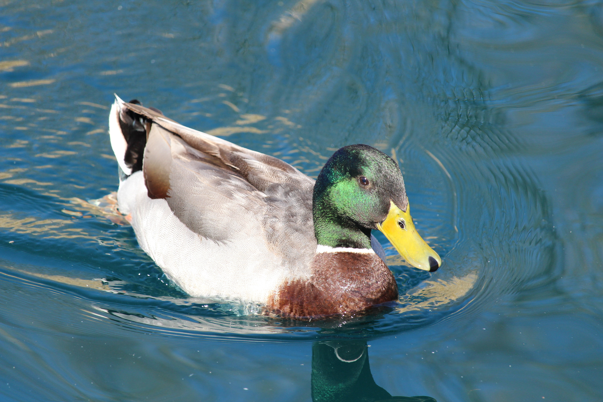 Canon EF-S 55-250mm F4-5.6 IS STM sample photo. Mallard photography