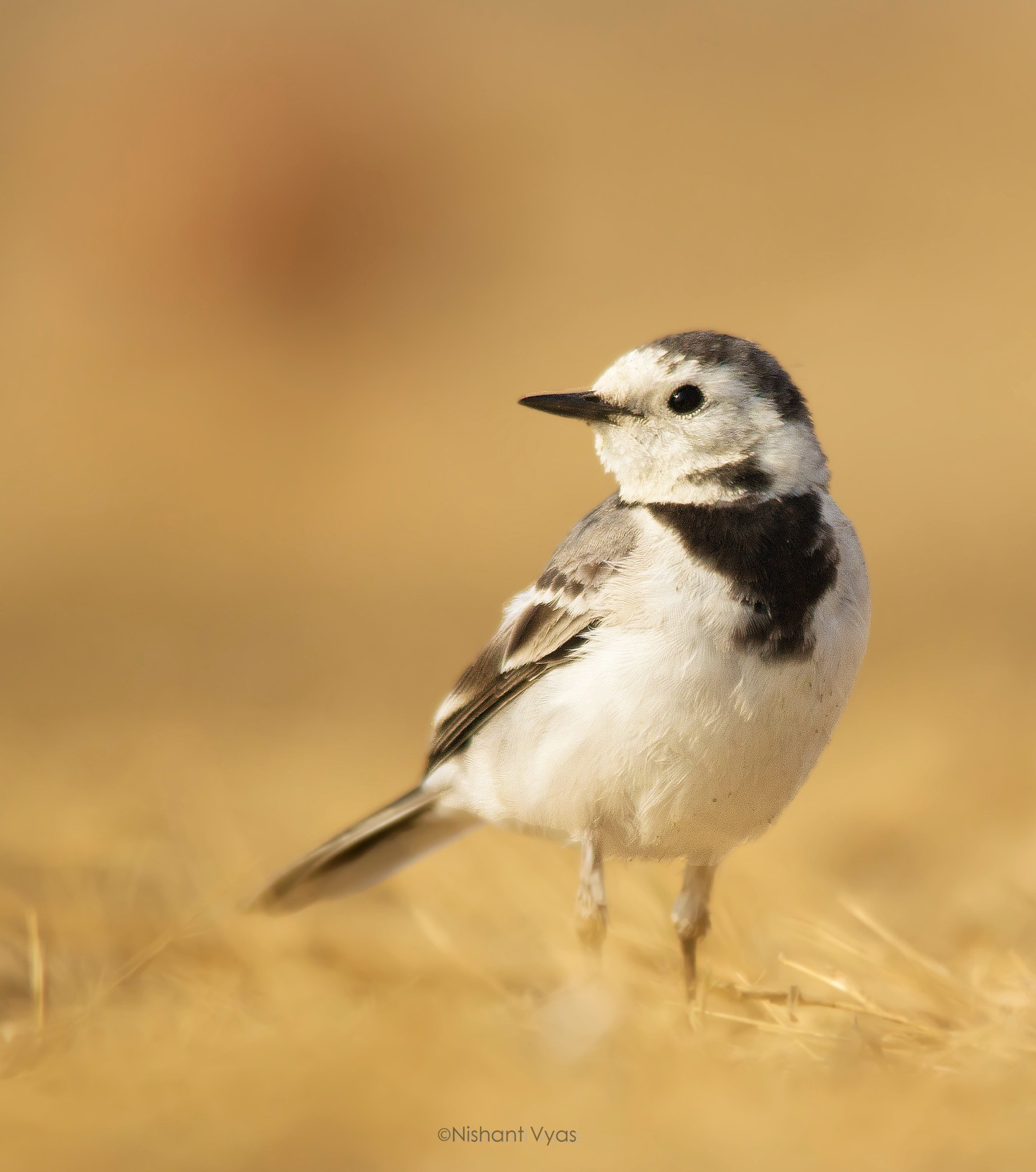 Sigma 150-500mm F5-6.3 DG OS HSM sample photo. Wagtail photography