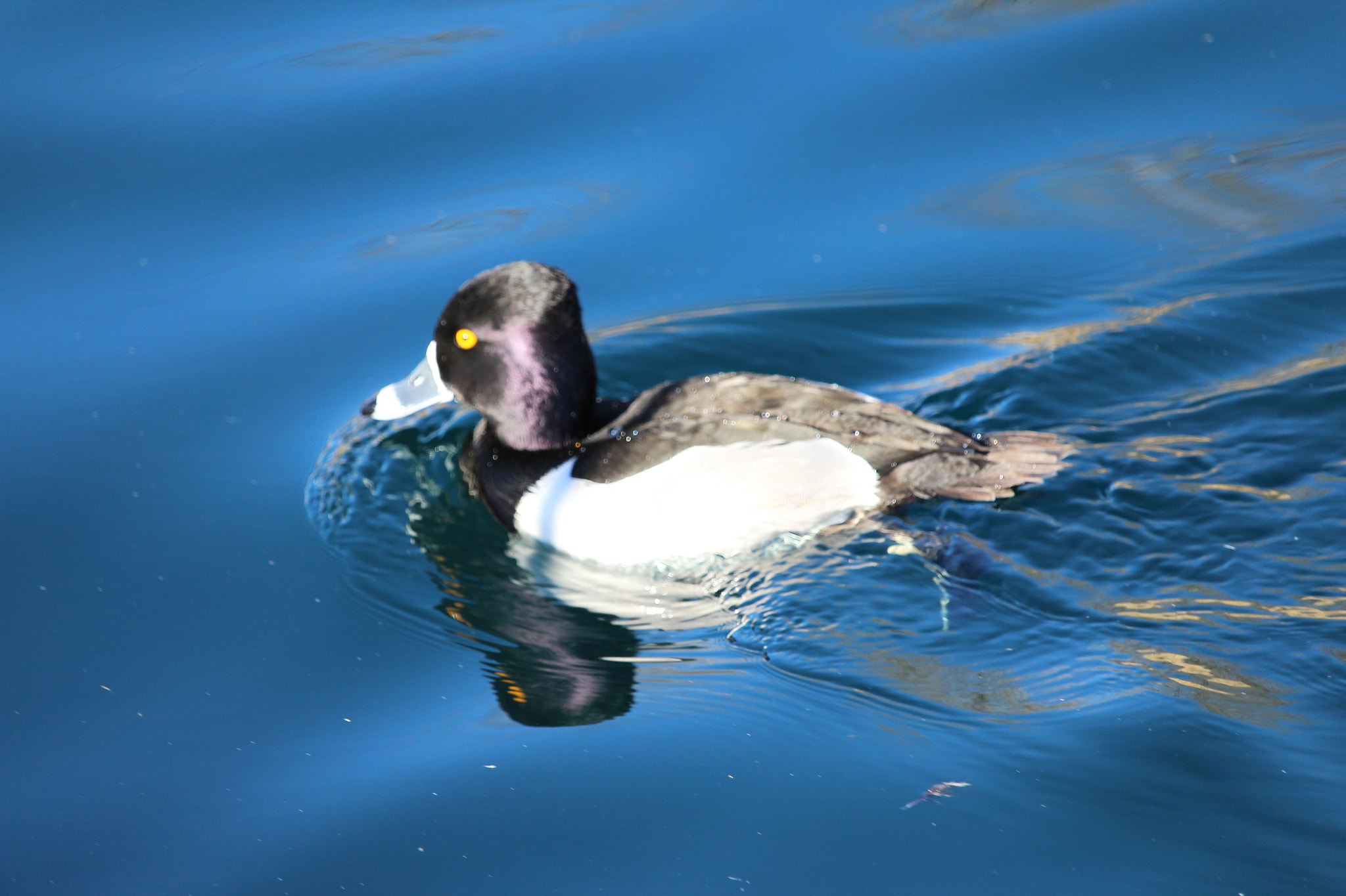 Canon EF-S 55-250mm F4-5.6 IS STM sample photo. Ring-necked duck photography