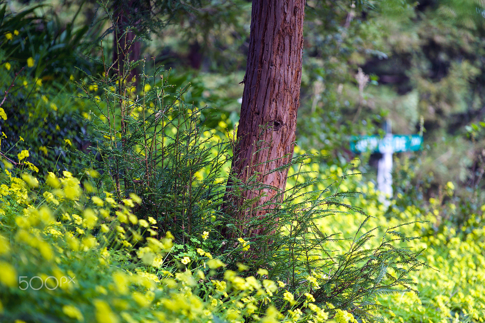 Sony a7S II + Sony FE 70-200mm F4 G OSS sample photo. You know i'll be there photography