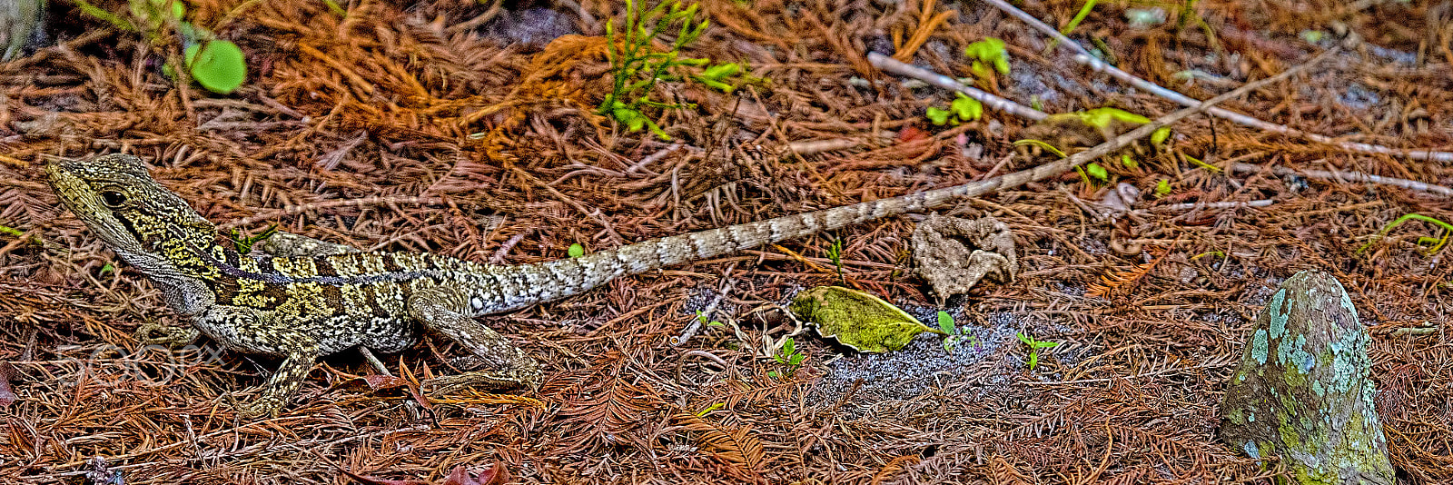 Nikon D810 sample photo. Lizard photography