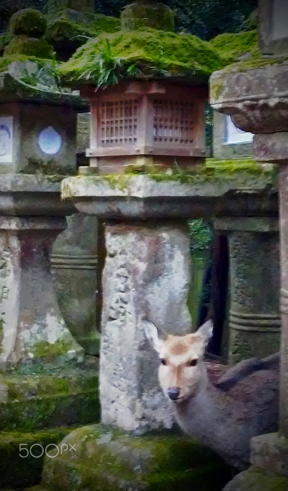 LG K10 sample photo. Afternoon at nara photography