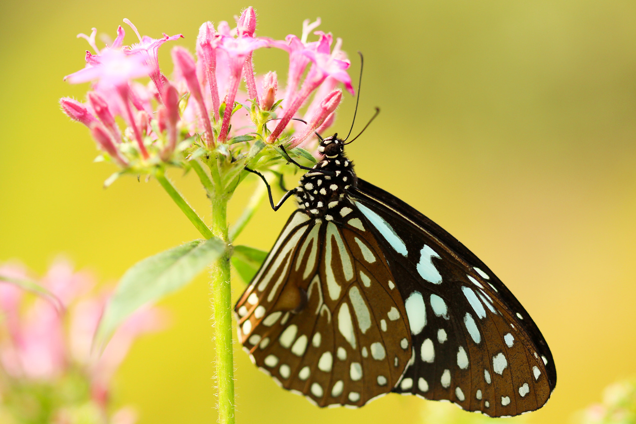 Canon EF 100mm F2.8 Macro USM sample photo. Little butterfly! photography