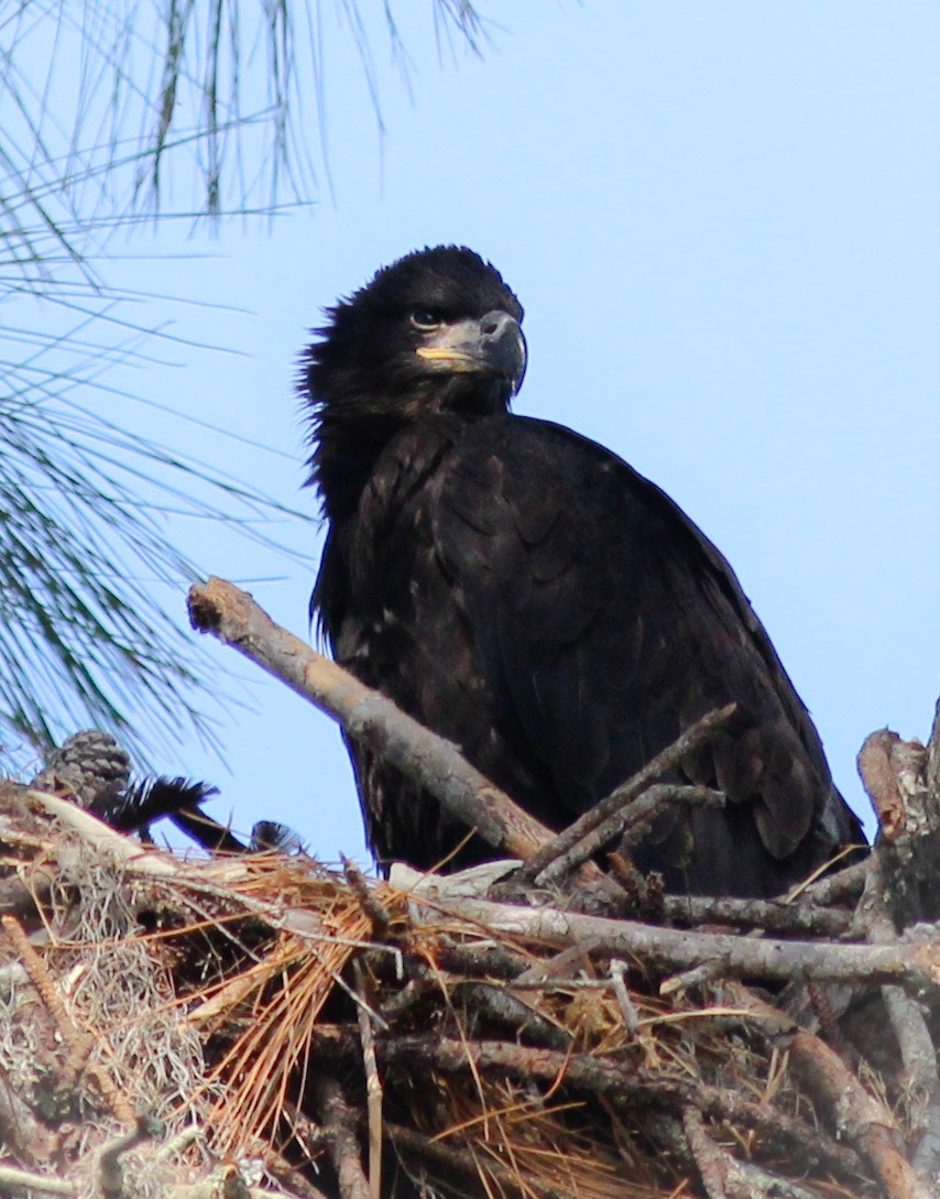 Canon EOS 600D (Rebel EOS T3i / EOS Kiss X5) + Canon EF 400mm F5.6L USM sample photo. Eaglet 2 mths bald eagle florida photography