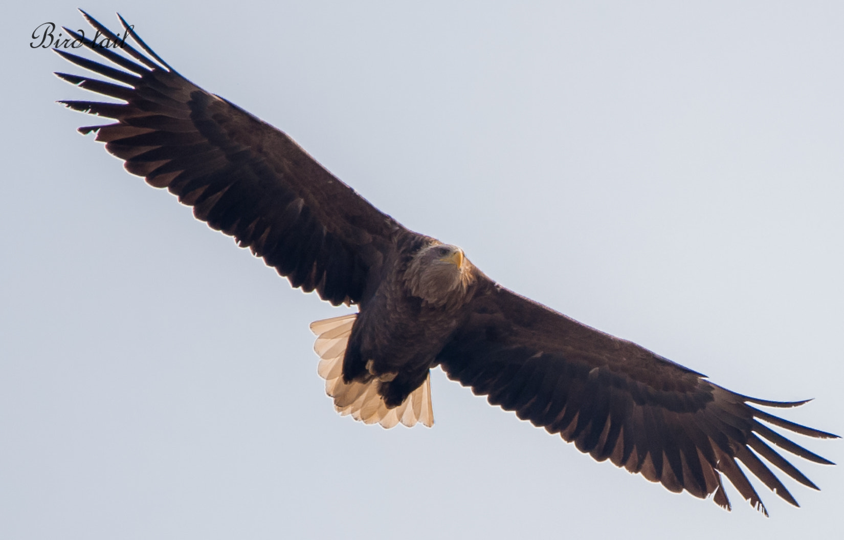 Nikon D3 sample photo. White tailed sea eagle korea photography