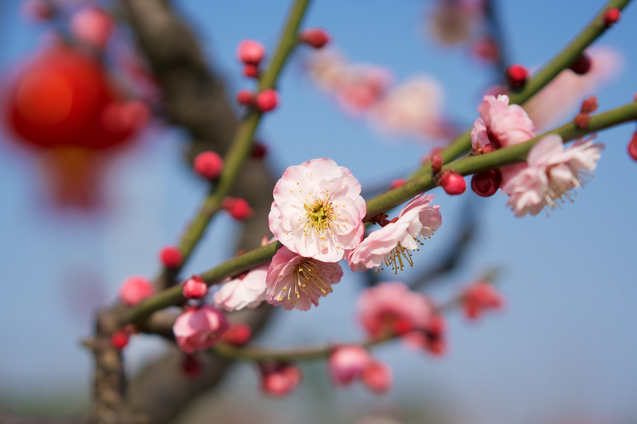 Sony a6300 + Sony Sonnar T* FE 55mm F1.8 ZA sample photo. Plum photography