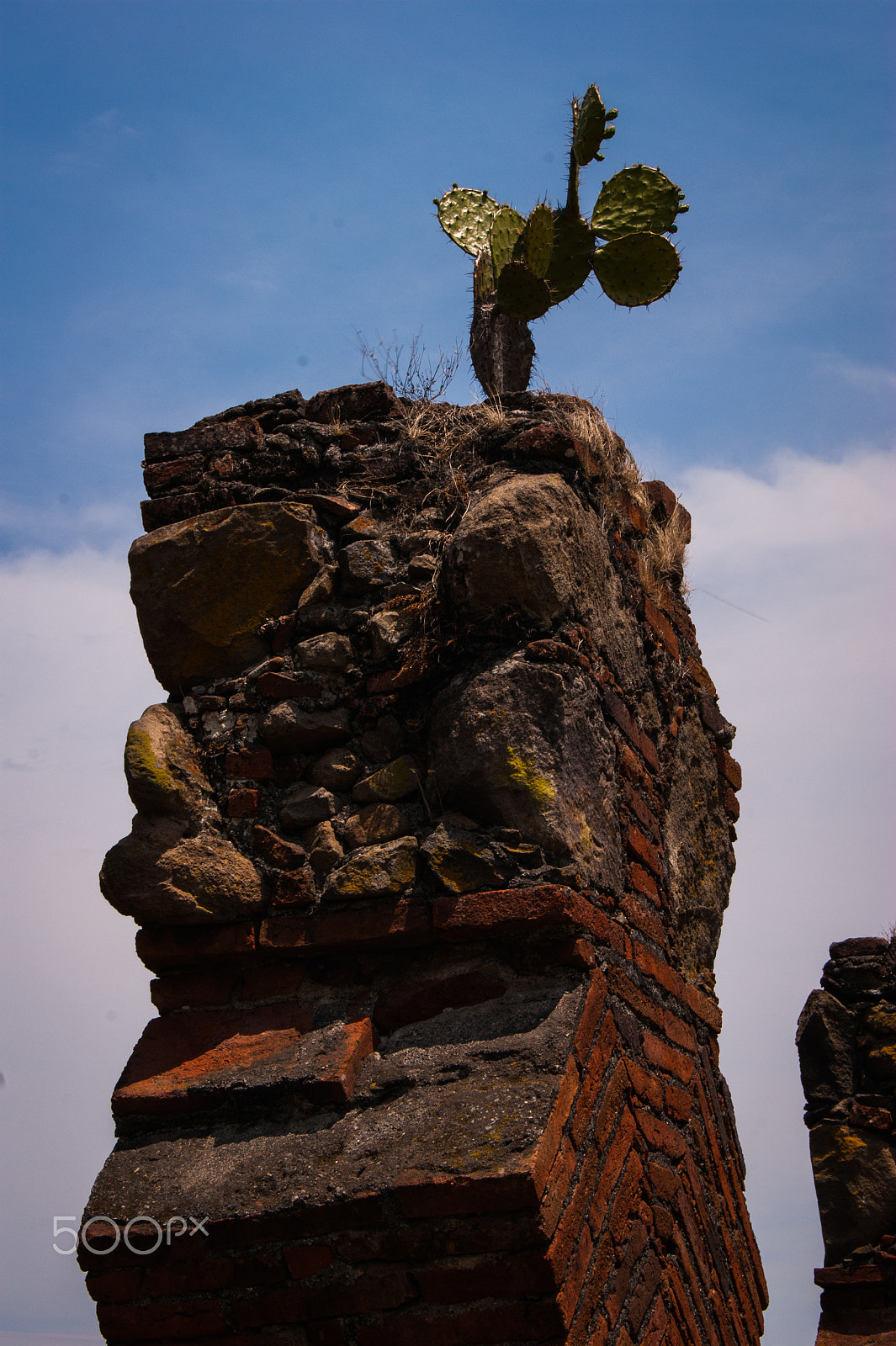 Sony Alpha DSLR-A380 + Sony DT 18-55mm F3.5-5.6 SAM sample photo. Life growing on the top of the column photography