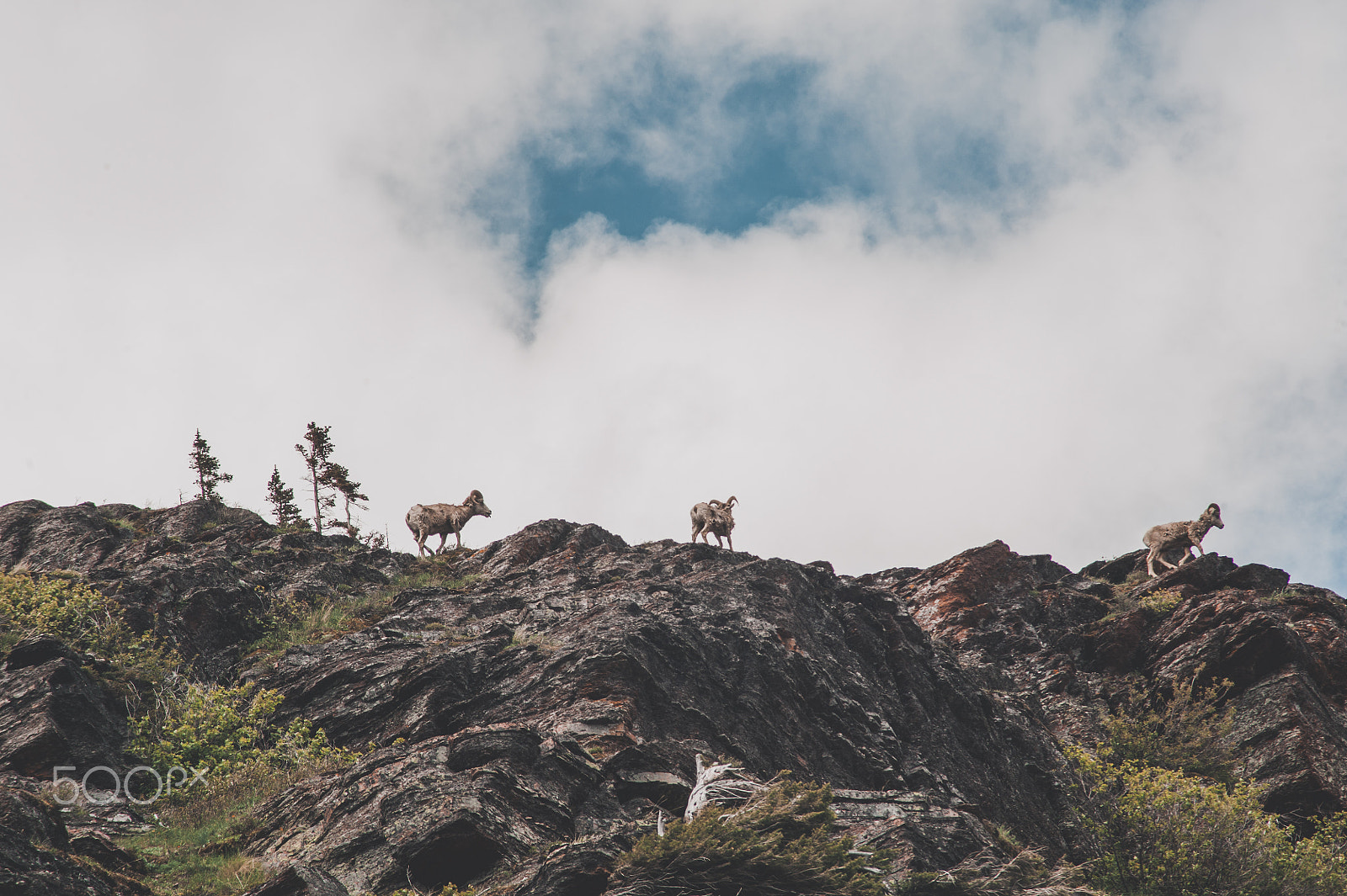 Nikon D700 sample photo. King of the mountain photography