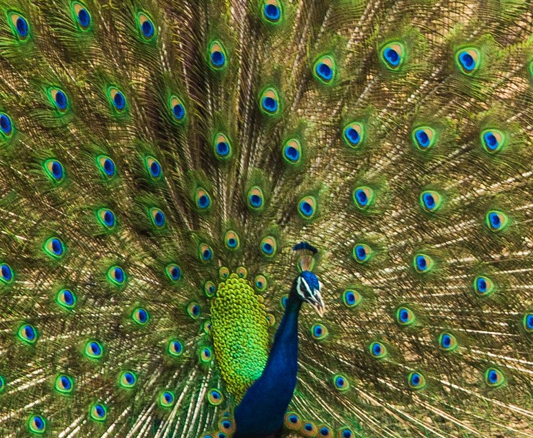 Nikon D3200 sample photo. National bird photography