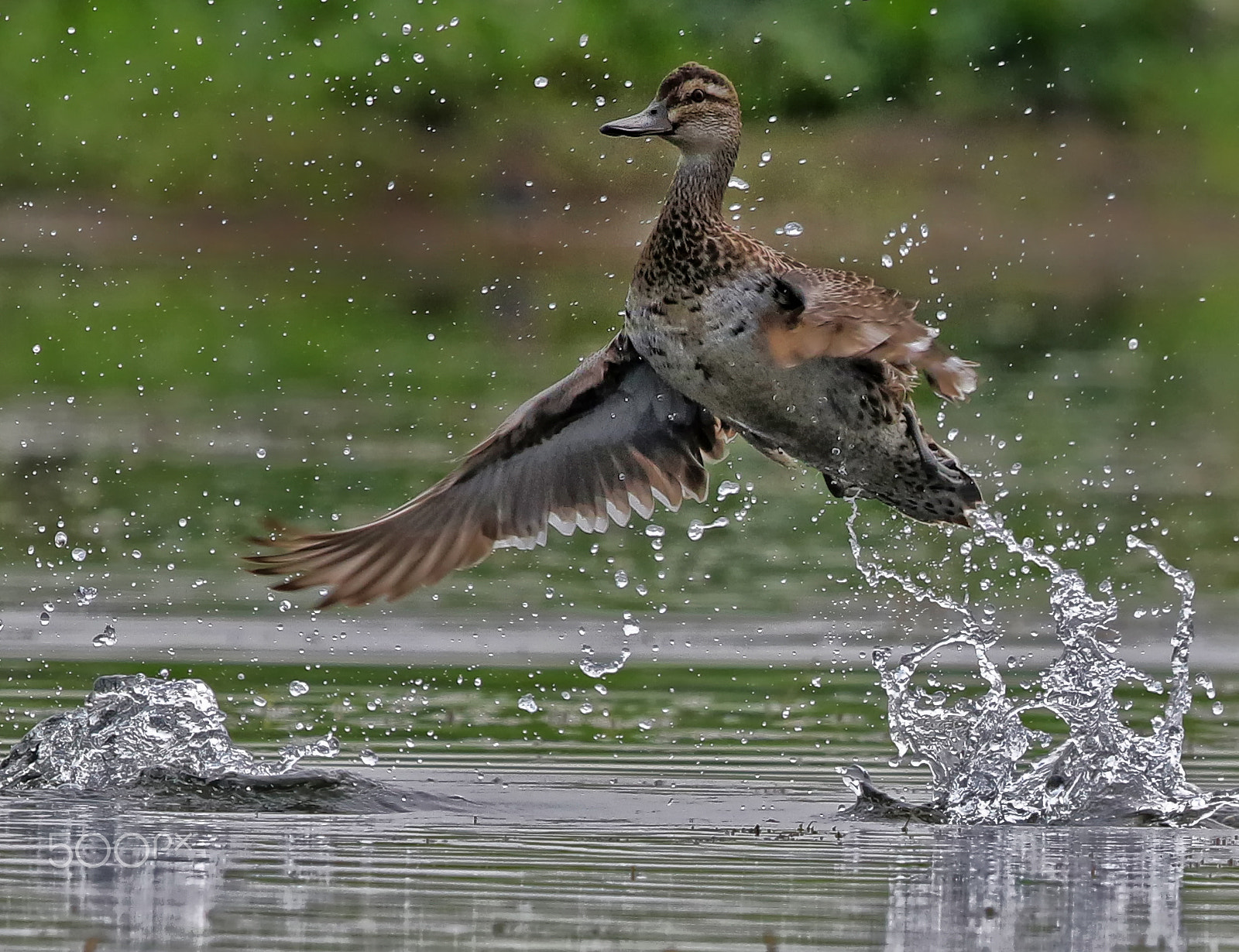 Canon EF 500mm F4L IS II USM sample photo. Garganey (female) photography