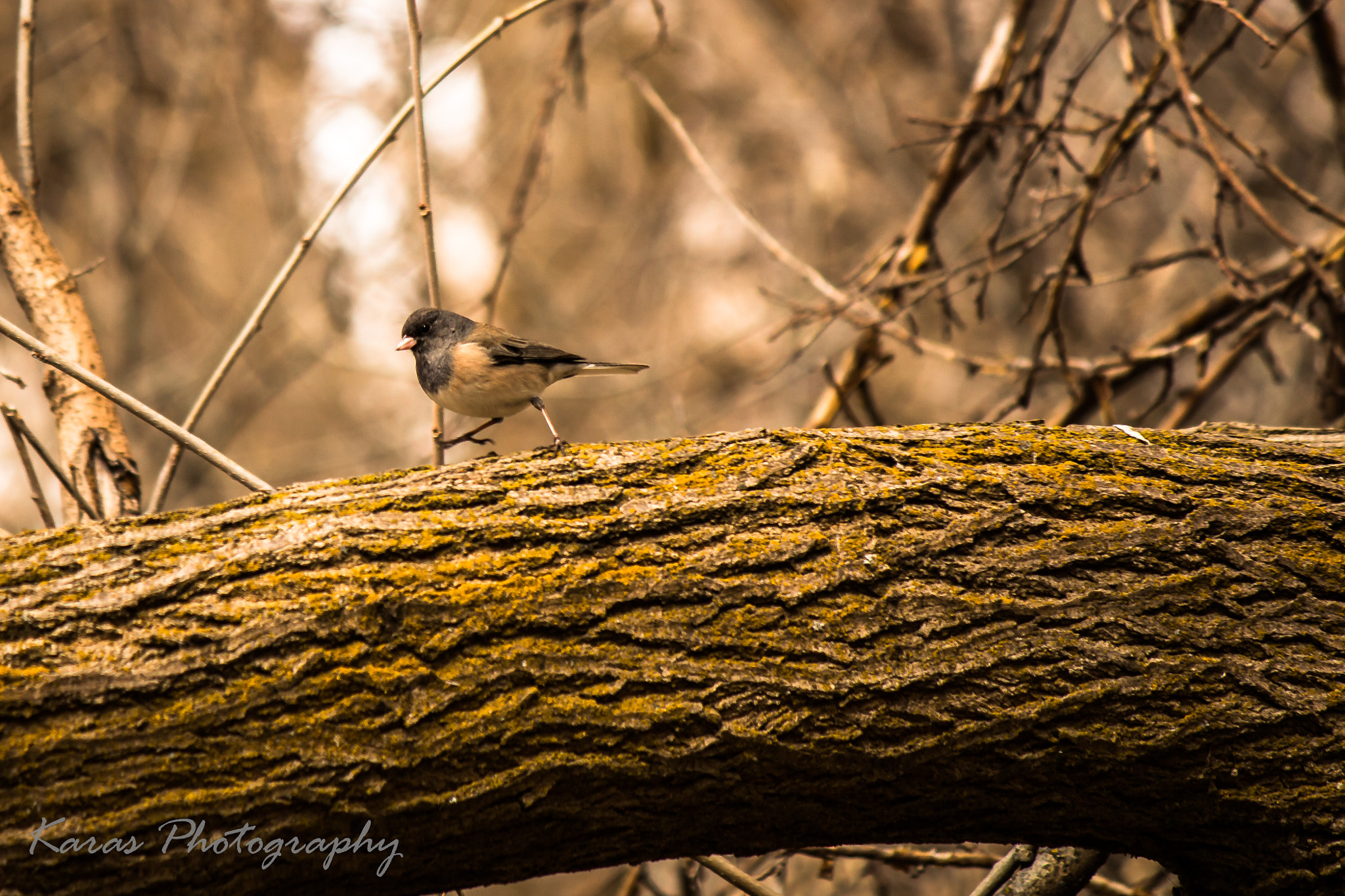 Canon EF-S 55-250mm F4-5.6 IS II sample photo. March photography