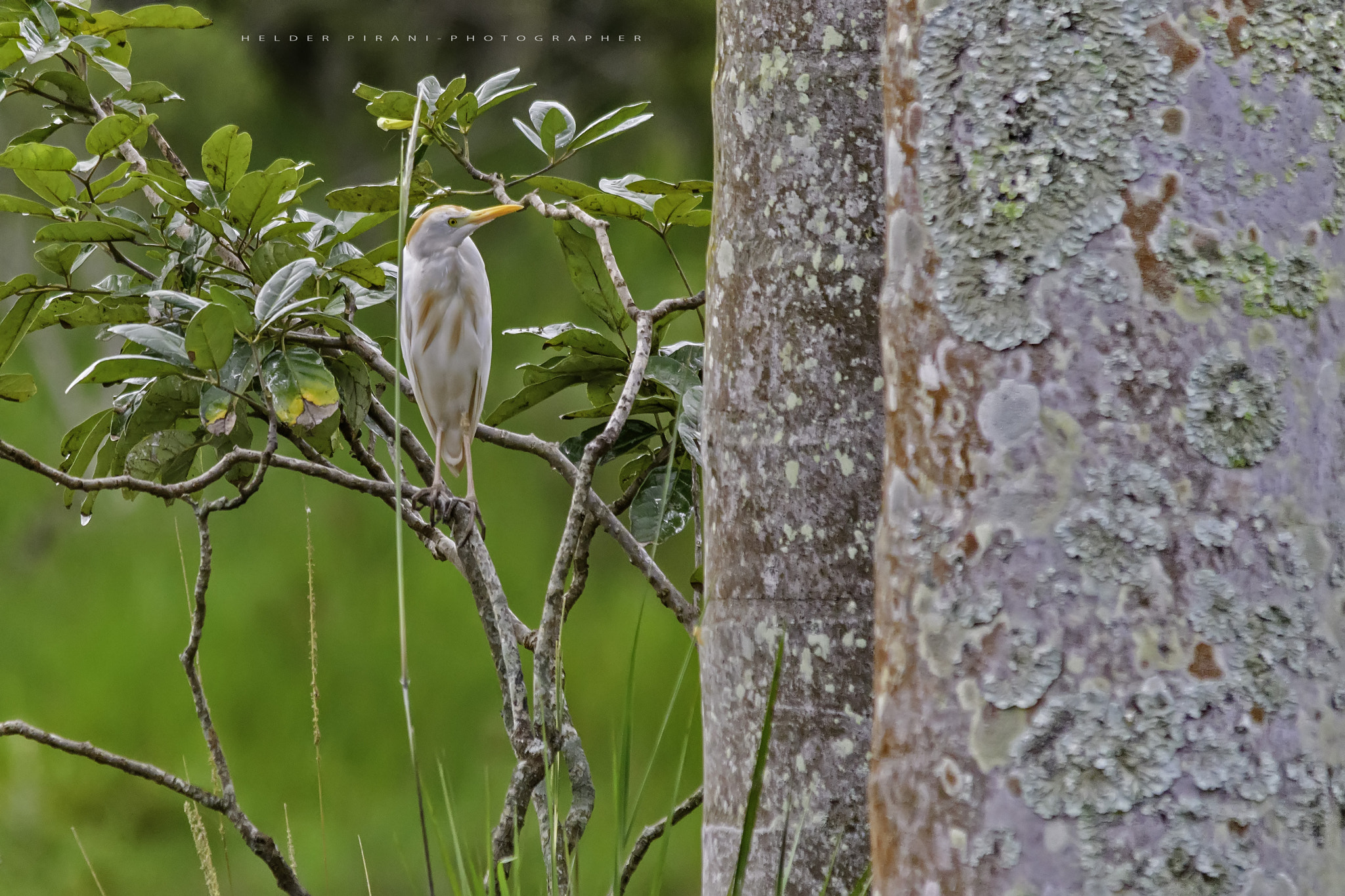 Sigma 150-500mm F5-6.3 DG OS HSM sample photo. A young white egret photography