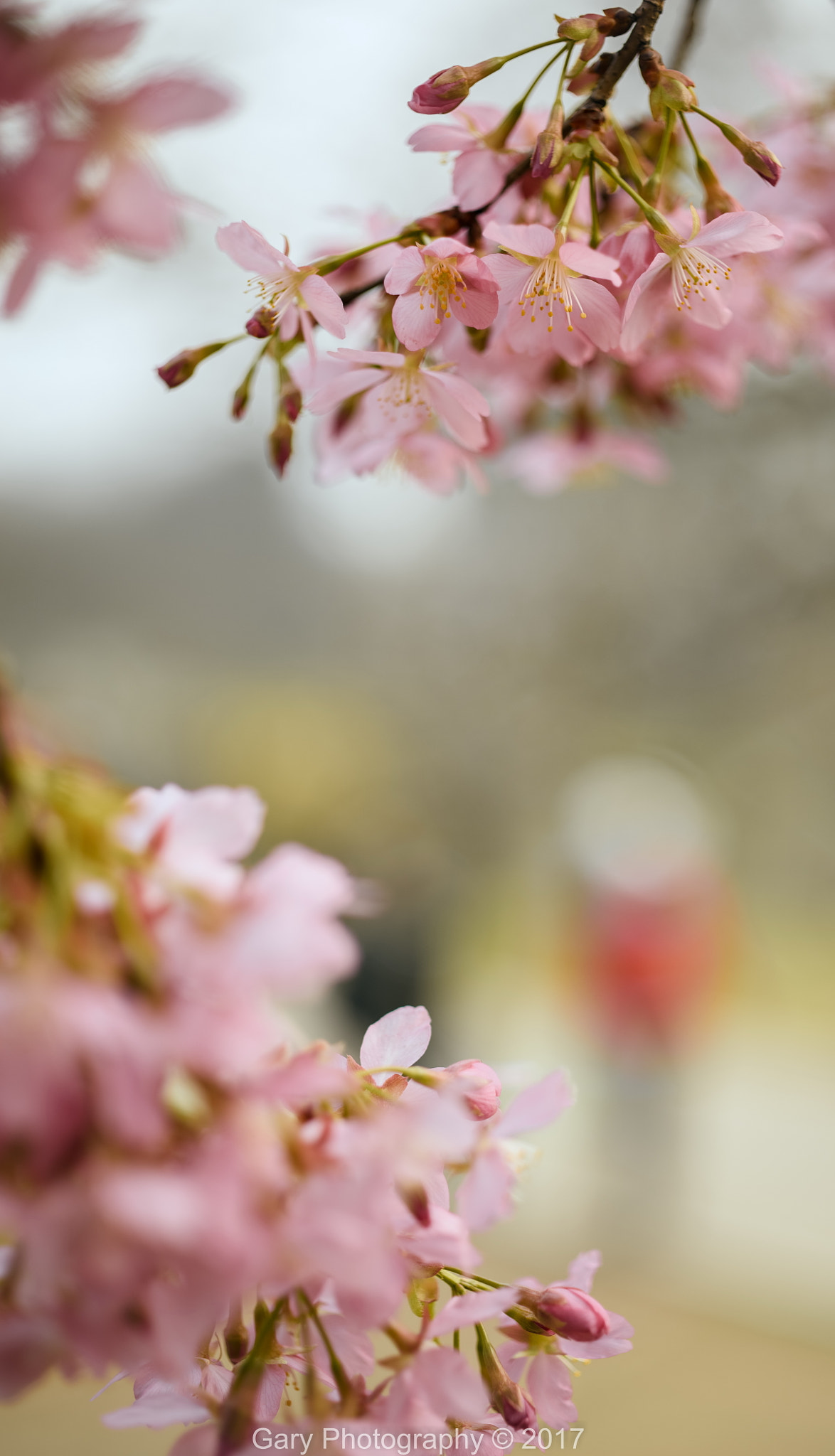 Nikon D810 sample photo. 花间道 photography