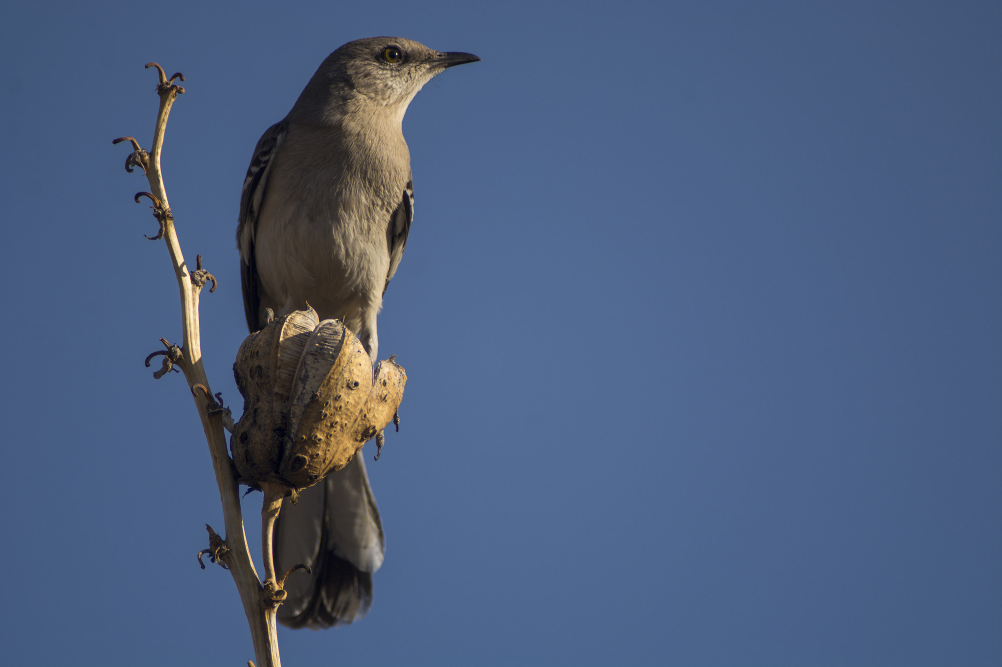 Nikon D7100 + Sigma APO 400mm F5.6 sample photo. Northern mockingbird photography