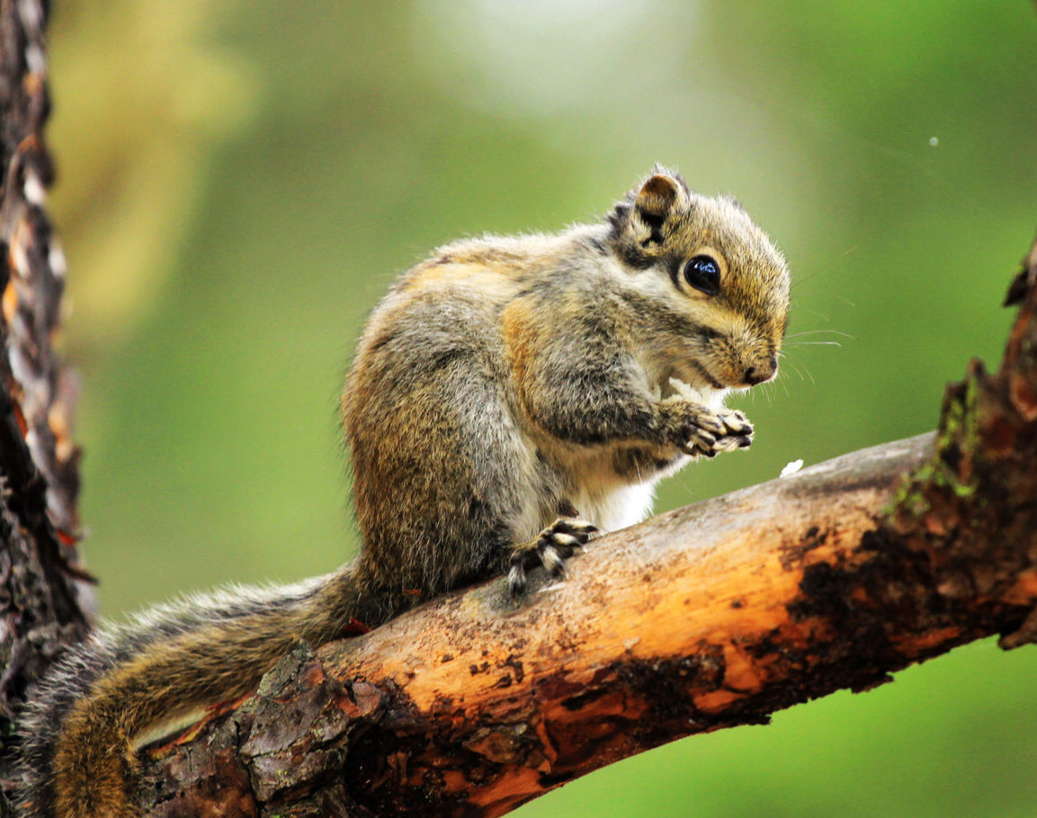 Canon EOS 60D + Canon EF 70-200mm F4L USM sample photo. Squirrel 小松鼠 photography