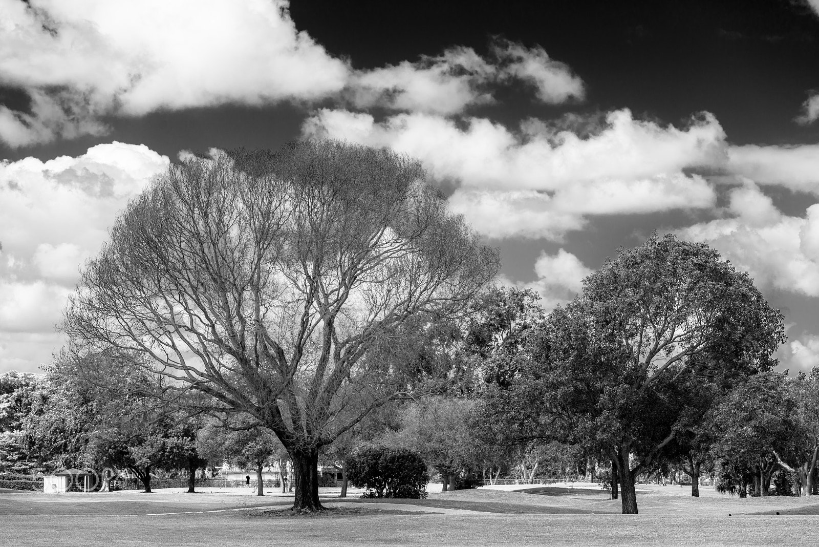 Sigma 70-300mm F4-5.6 APO DG Macro sample photo. Majestic tree photography