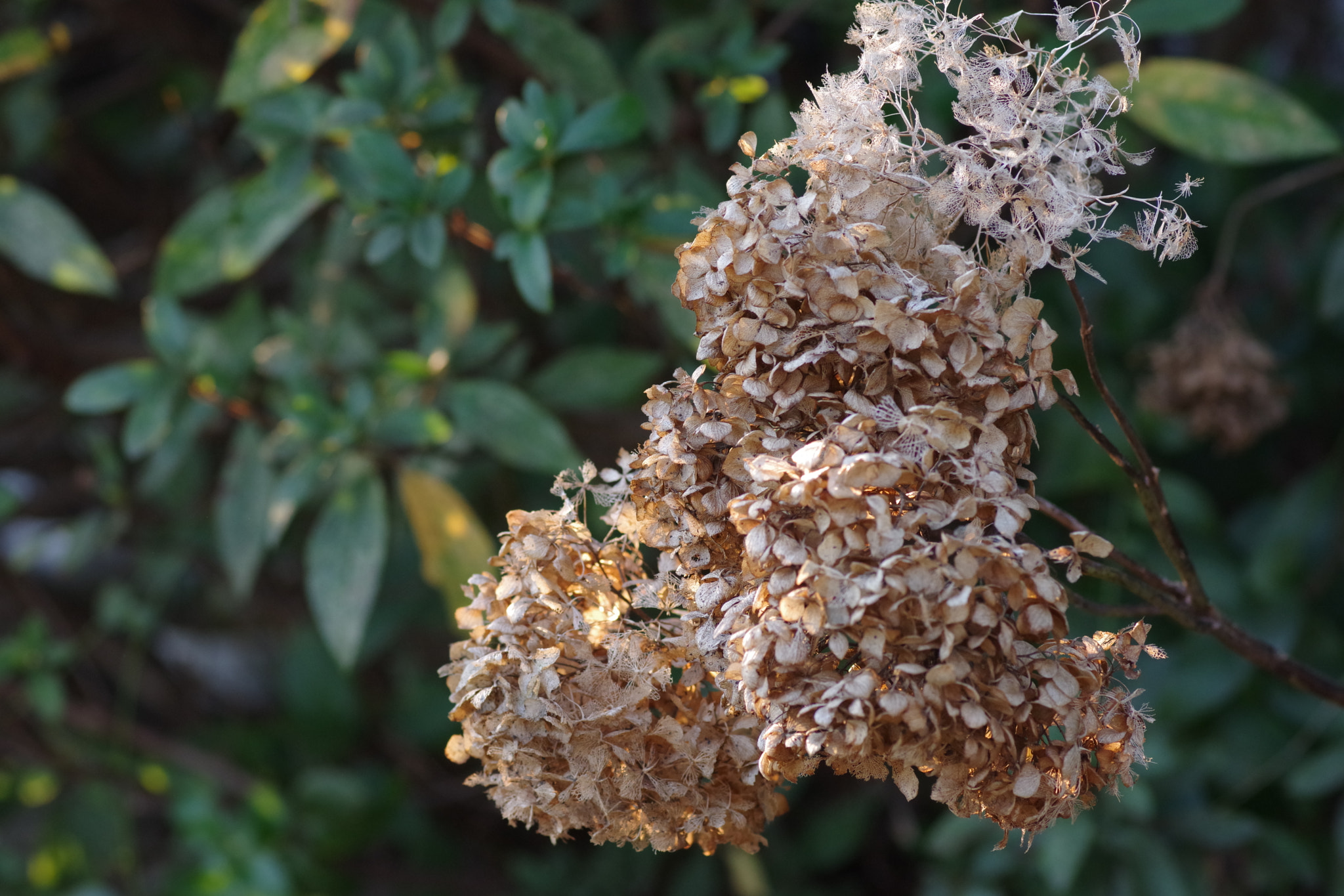 Pentax K-70 + Pentax smc D-FA 100mm F2.8 Macro WR sample photo. Withered hydrangea 2017-1 photography