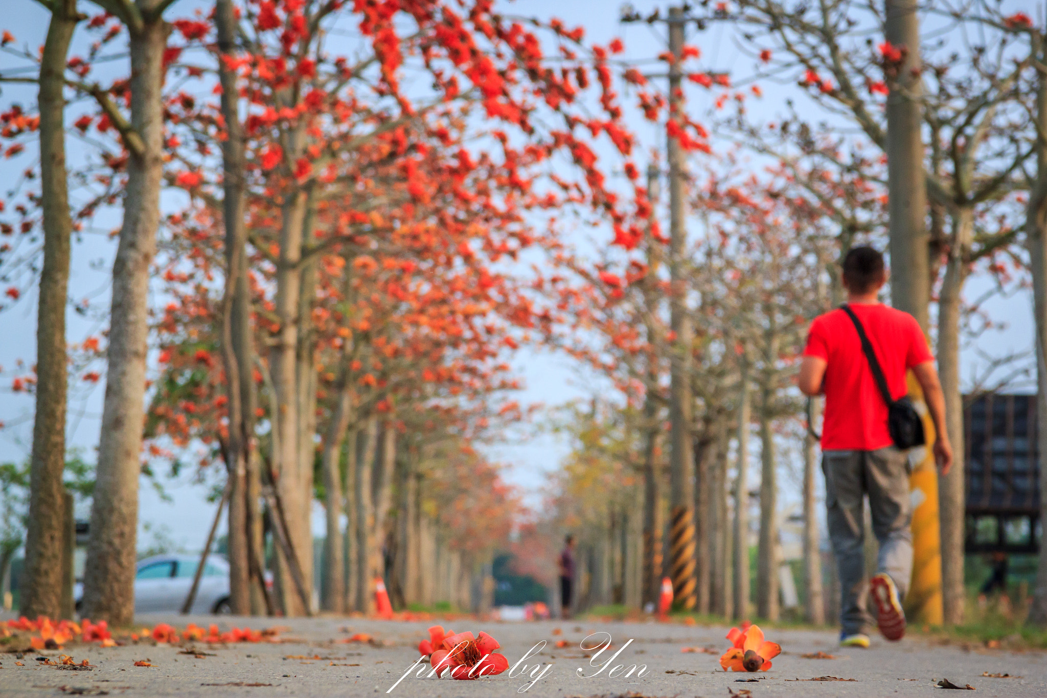 Canon EOS 550D (EOS Rebel T2i / EOS Kiss X4) + Canon EF 24-105mm F4L IS USM sample photo. 木棉花 photography