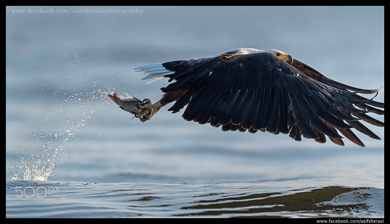 Nikon D5 + Nikon AF-S Nikkor 600mm F4E FL ED VR sample photo. Beauty of the nature photography