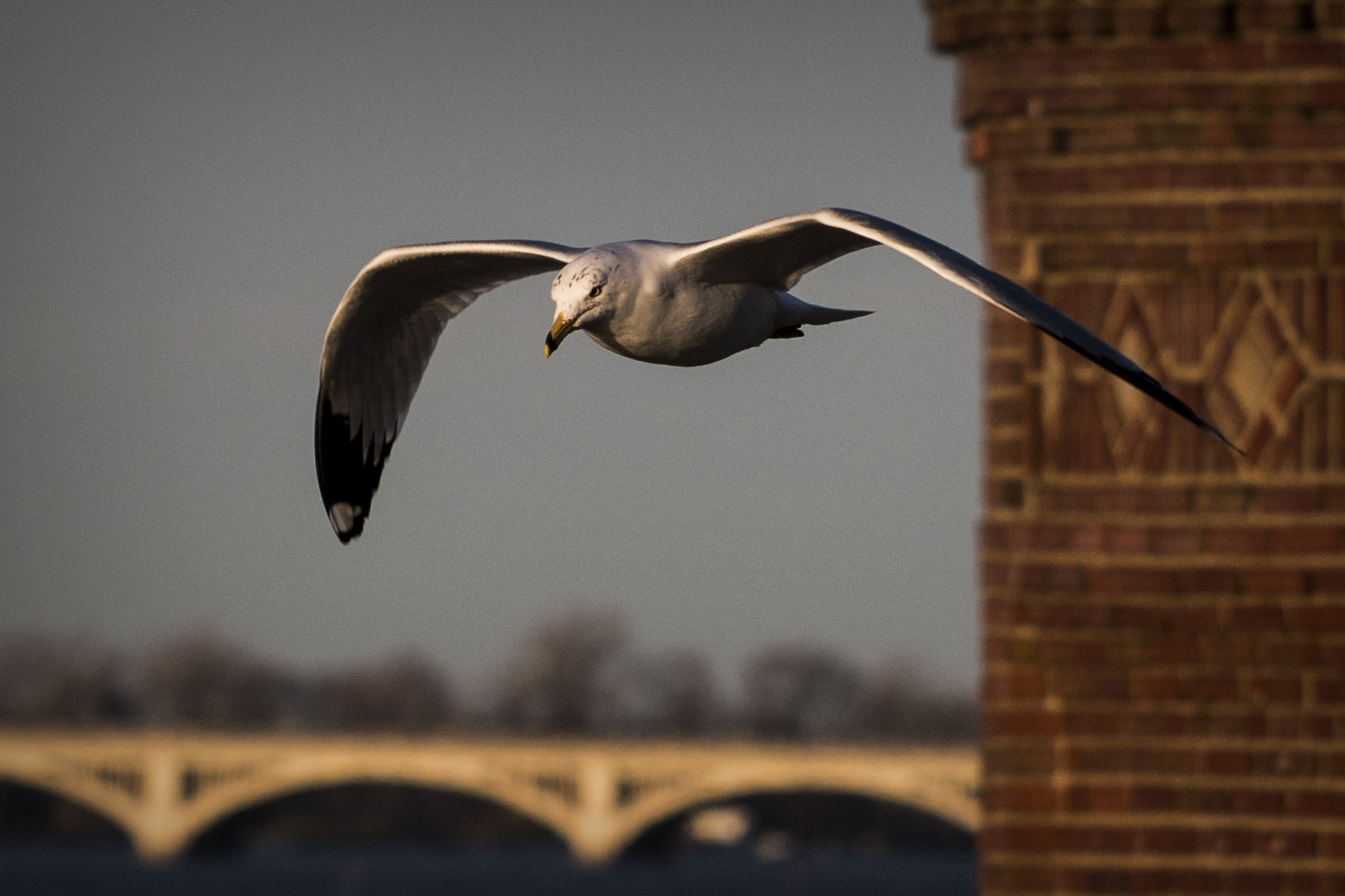 Nikon D500 sample photo. Gliding towards the sun. windsor, on. photography