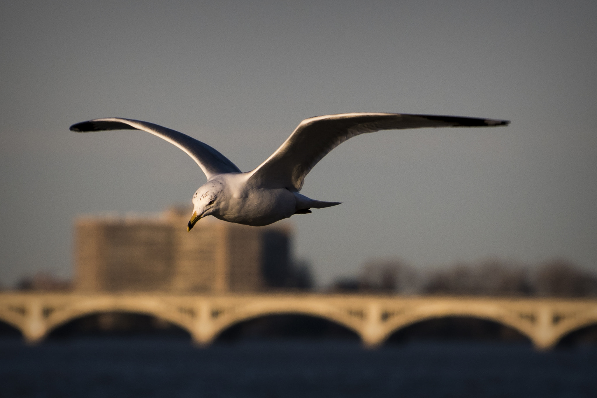 Nikon D500 sample photo. Suspended in mid air. windsor, on. photography