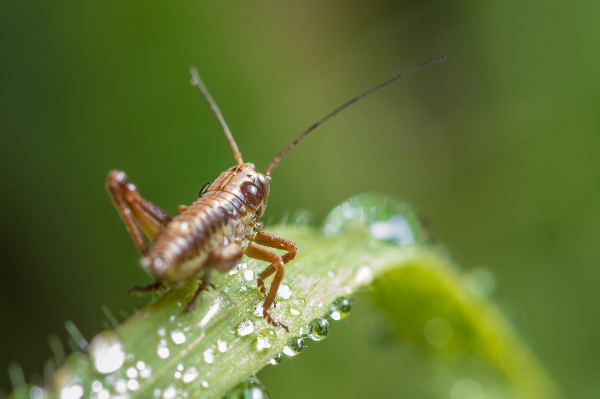 Canon EF 100mm F2.8 Macro USM sample photo. Small world photography