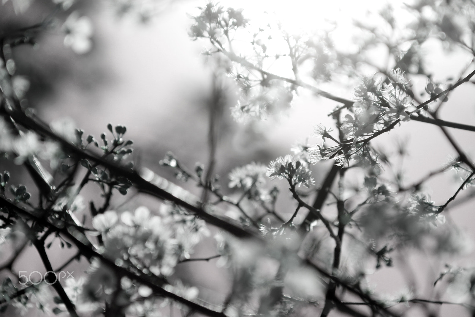 Canon EOS 750D (EOS Rebel T6i / EOS Kiss X8i) sample photo. Blossoms 3838 photography
