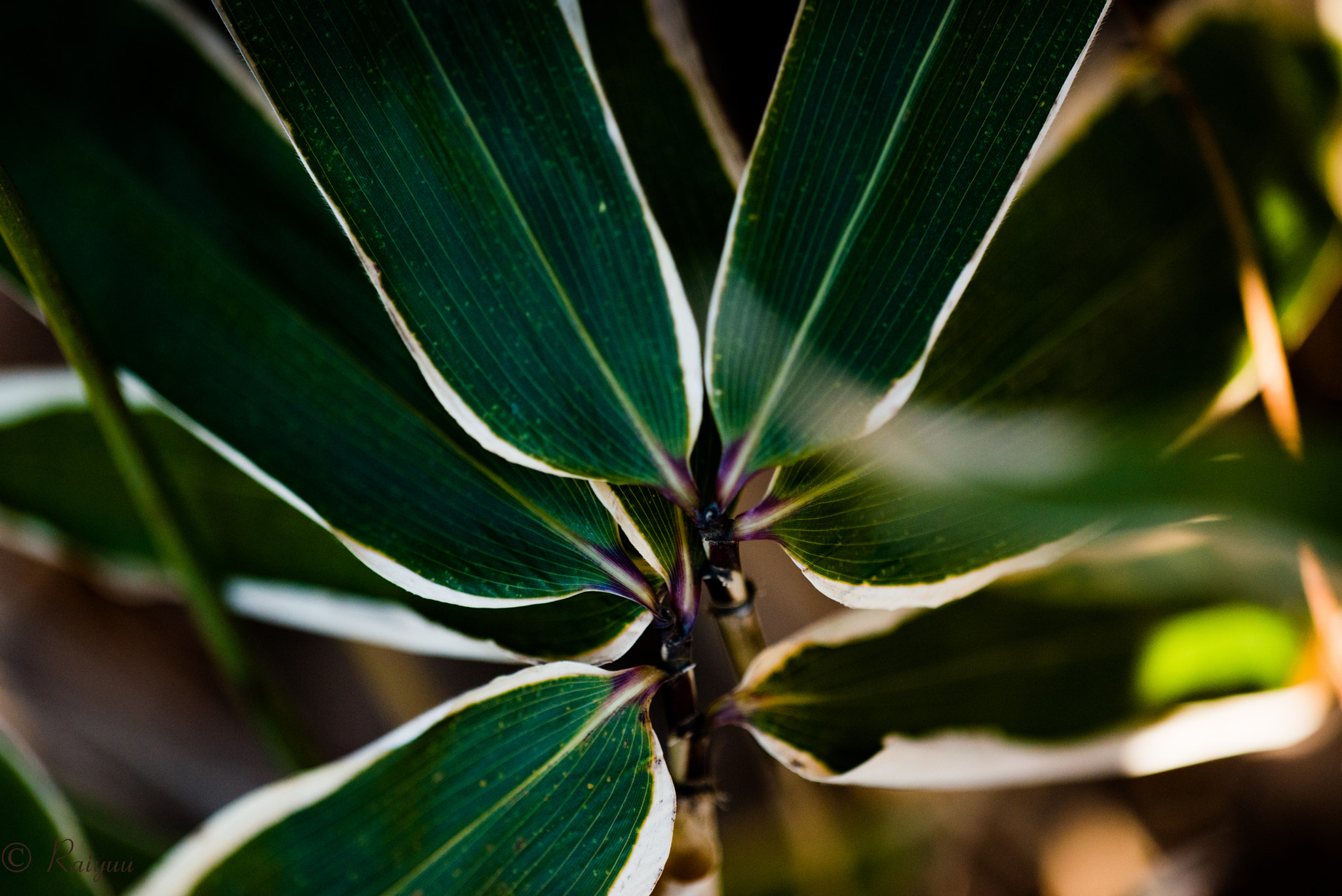 Nikon D800E + ZEISS Apo Sonnar T* 135mm F2 sample photo. Dsc_5272-1 photography
